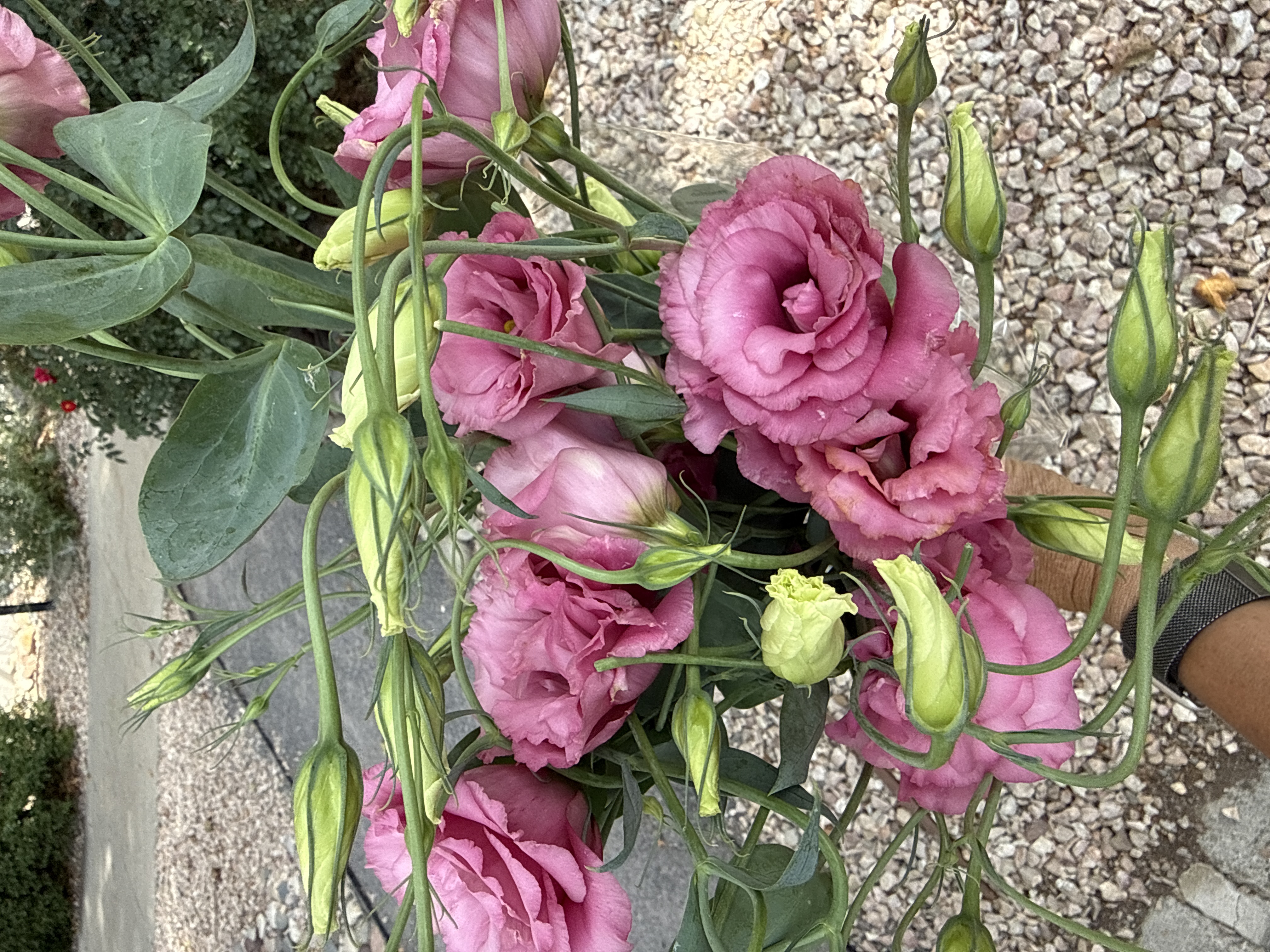 EUSTOMA grandiflorum Arena