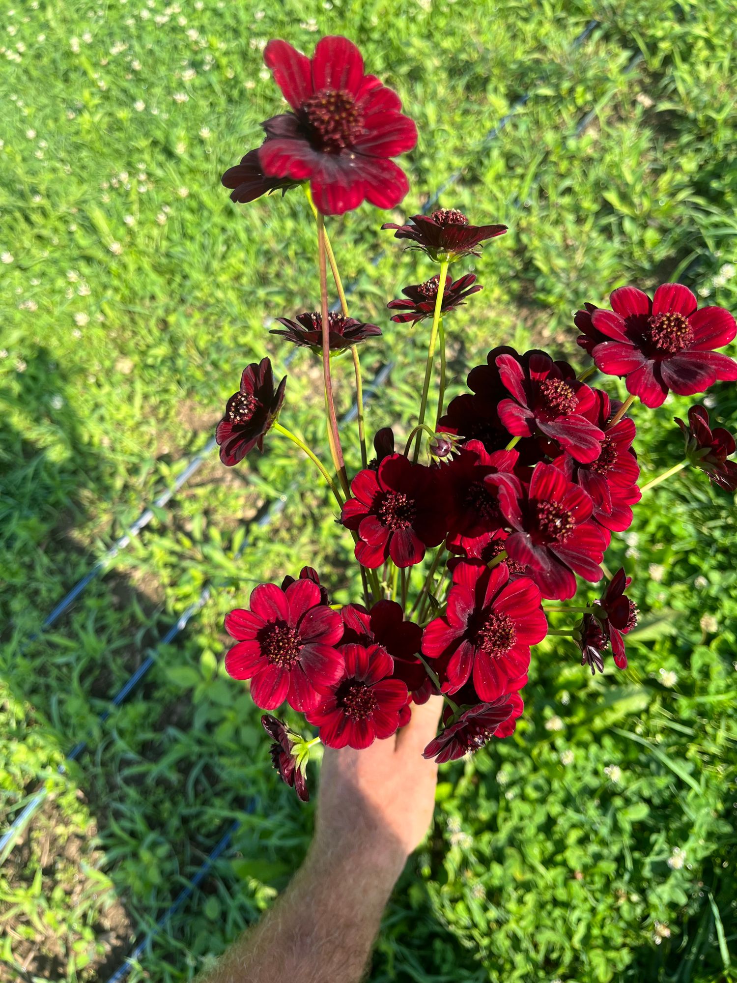 COSMOS atrosanguineus New Choco