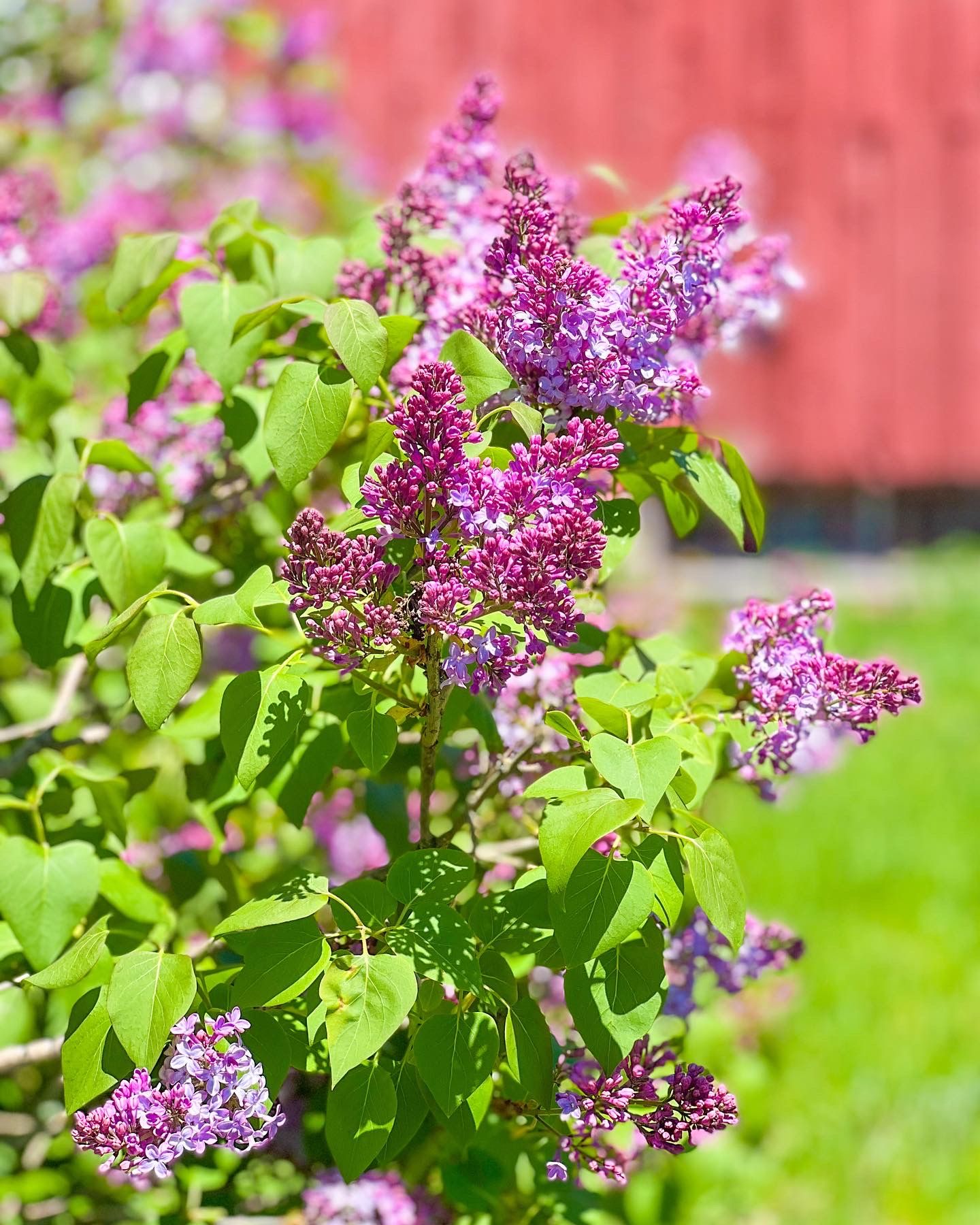 SYRINGA vulgaris
