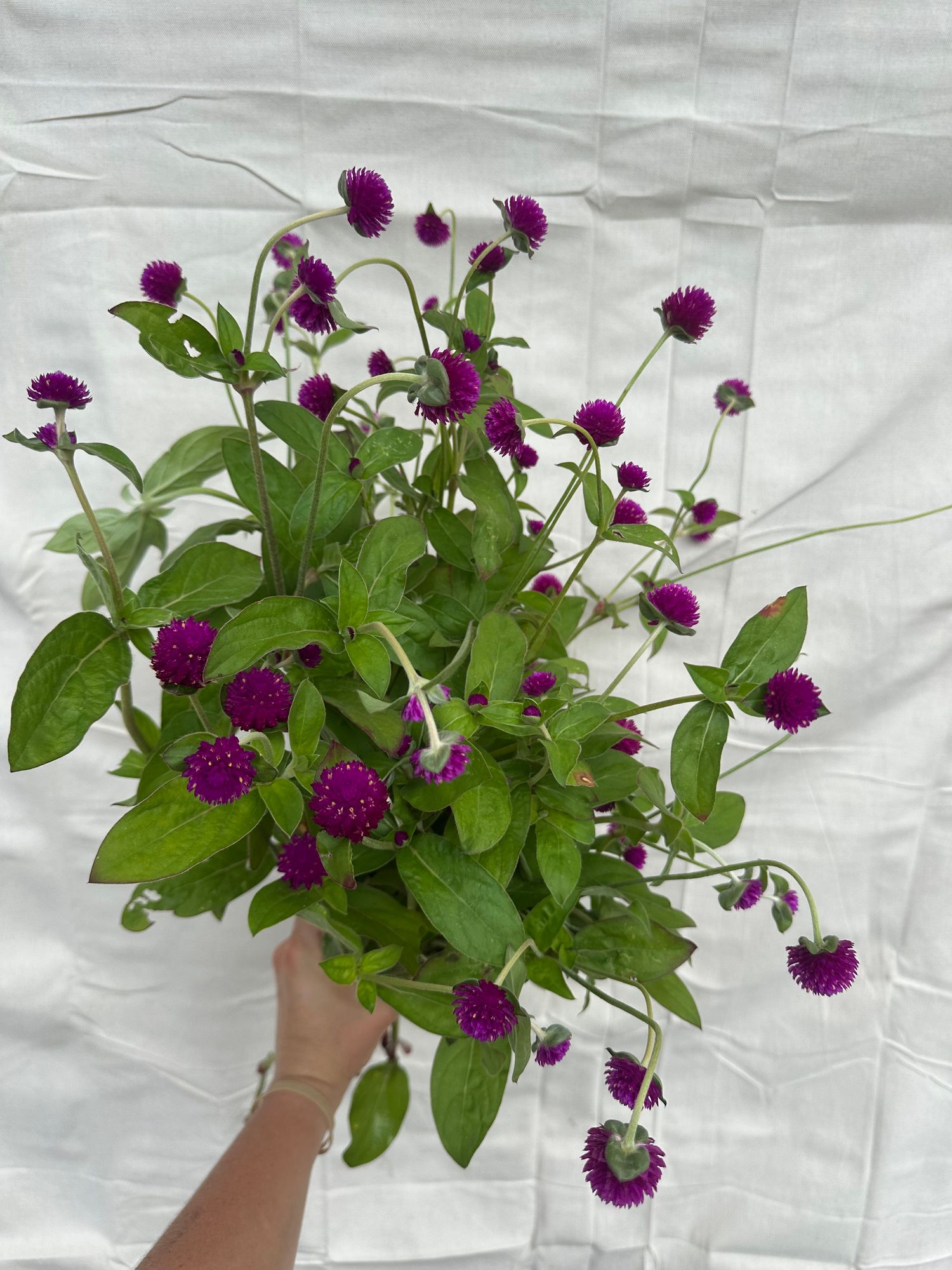 GOMPHRENA globosa Audray
