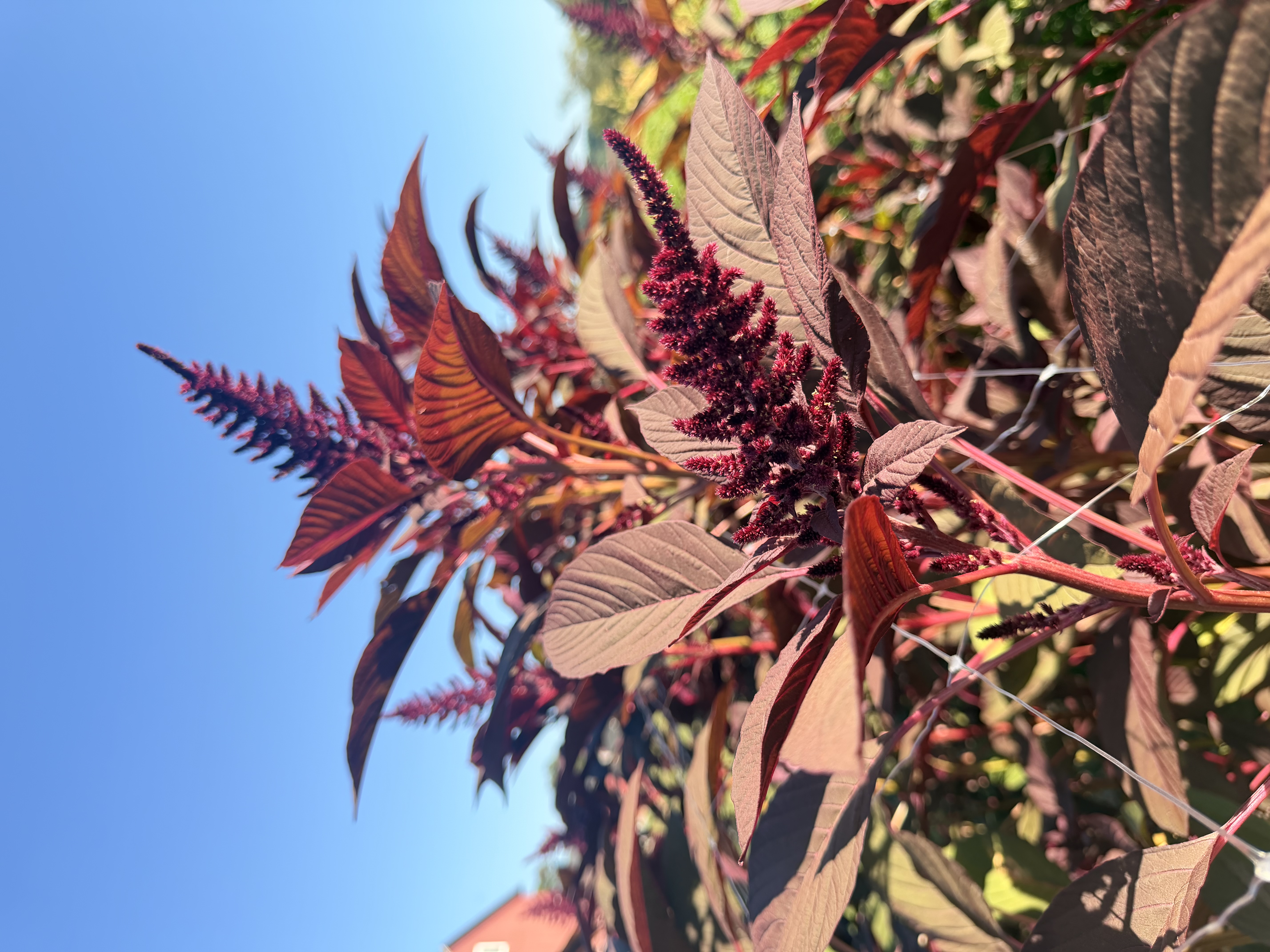 AMARANTHUS cruentus Red Spike