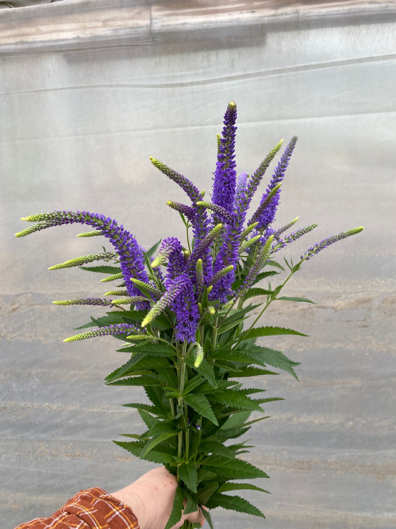 VERONICA longifolia Skylar