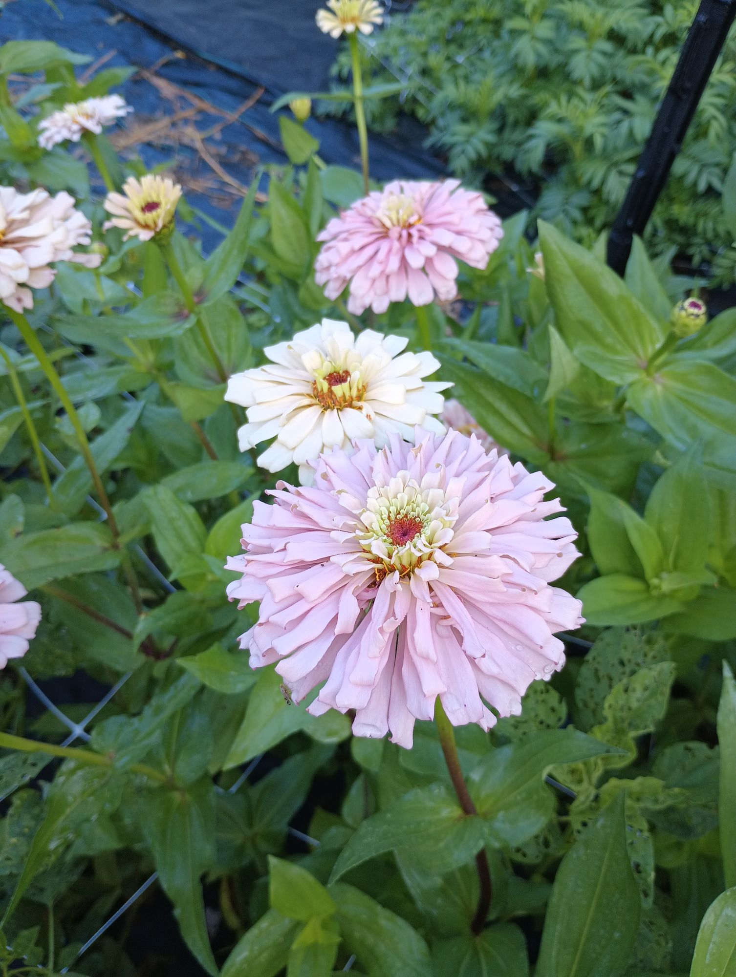 ZINNIA elegans Ballerina