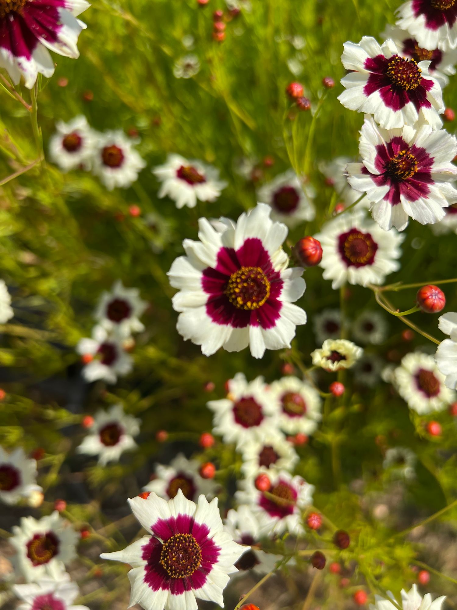 COREOPSIS x Incredible