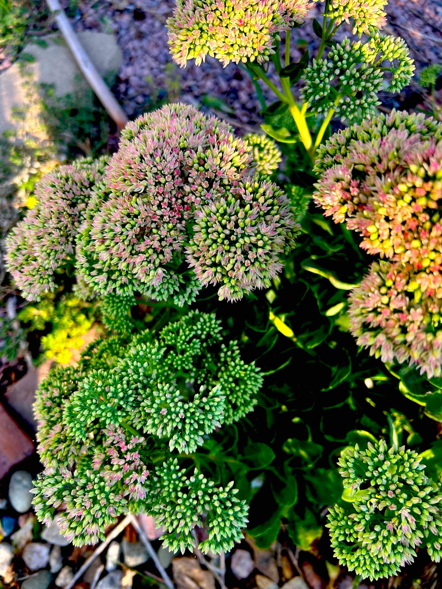 HYLOTELEPHIUM spectabile Autumn Joy