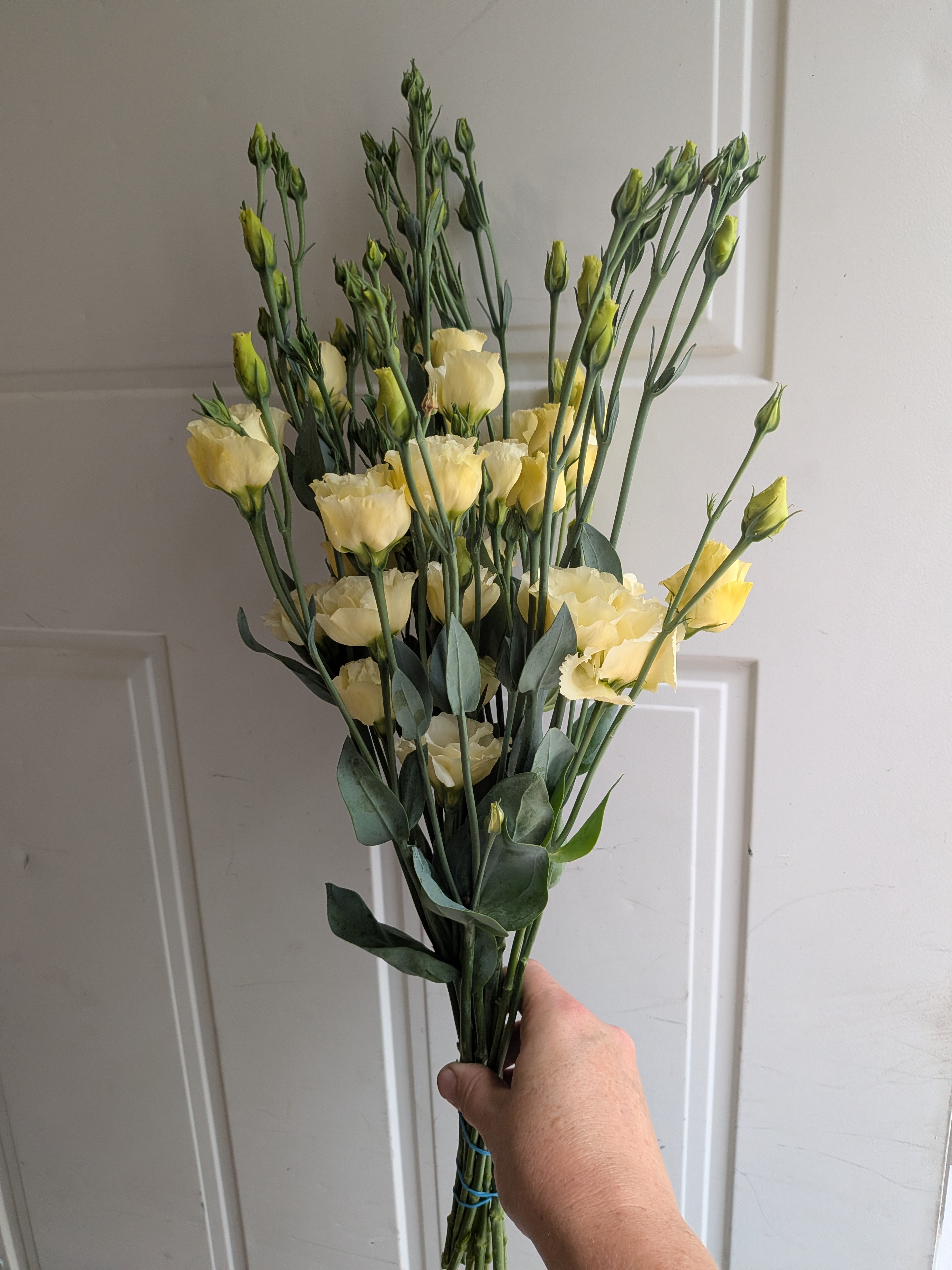 EUSTOMA grandiflorum Little Summer 1 Yellow