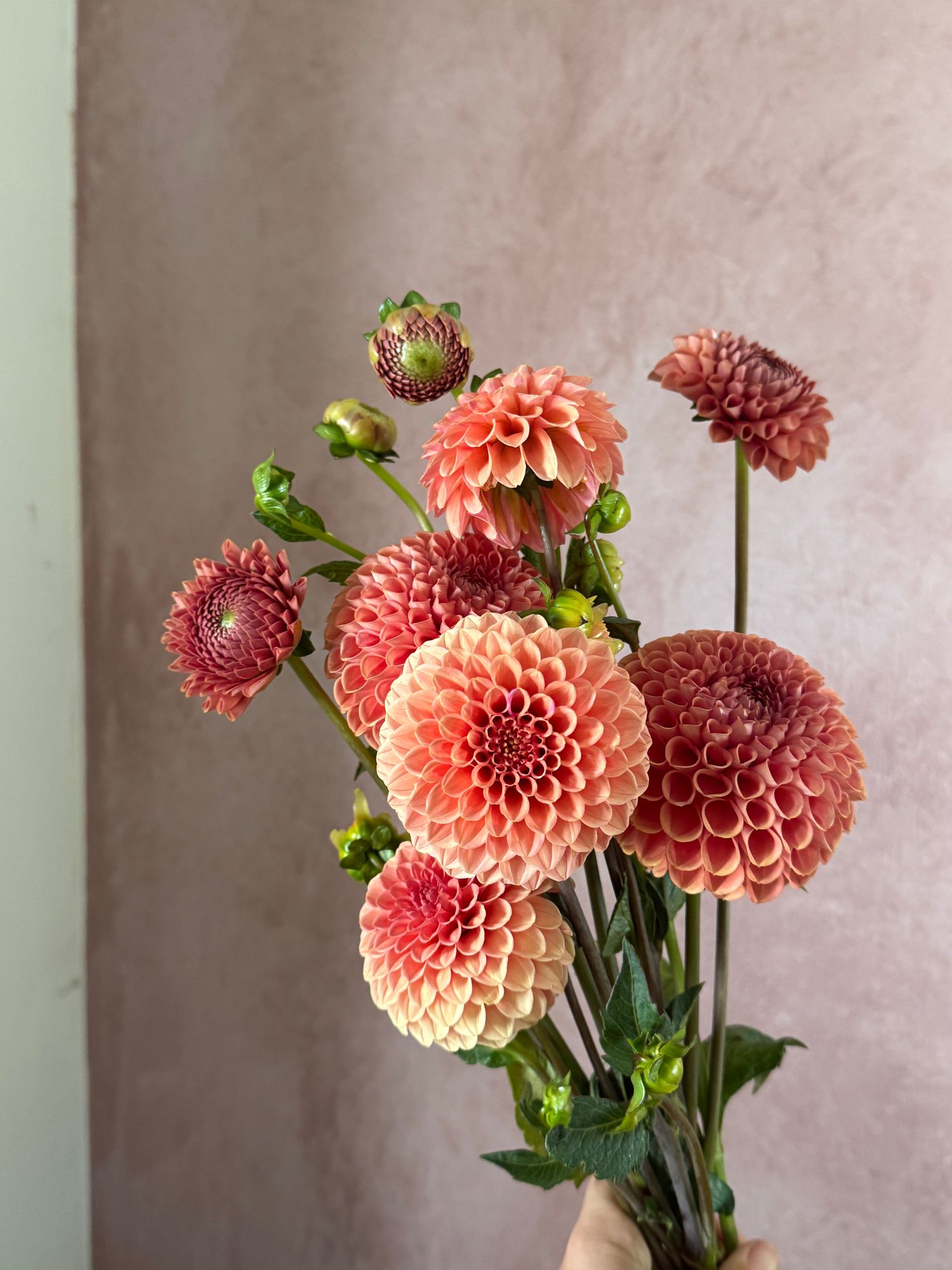 DAHLIA Rose Toscano