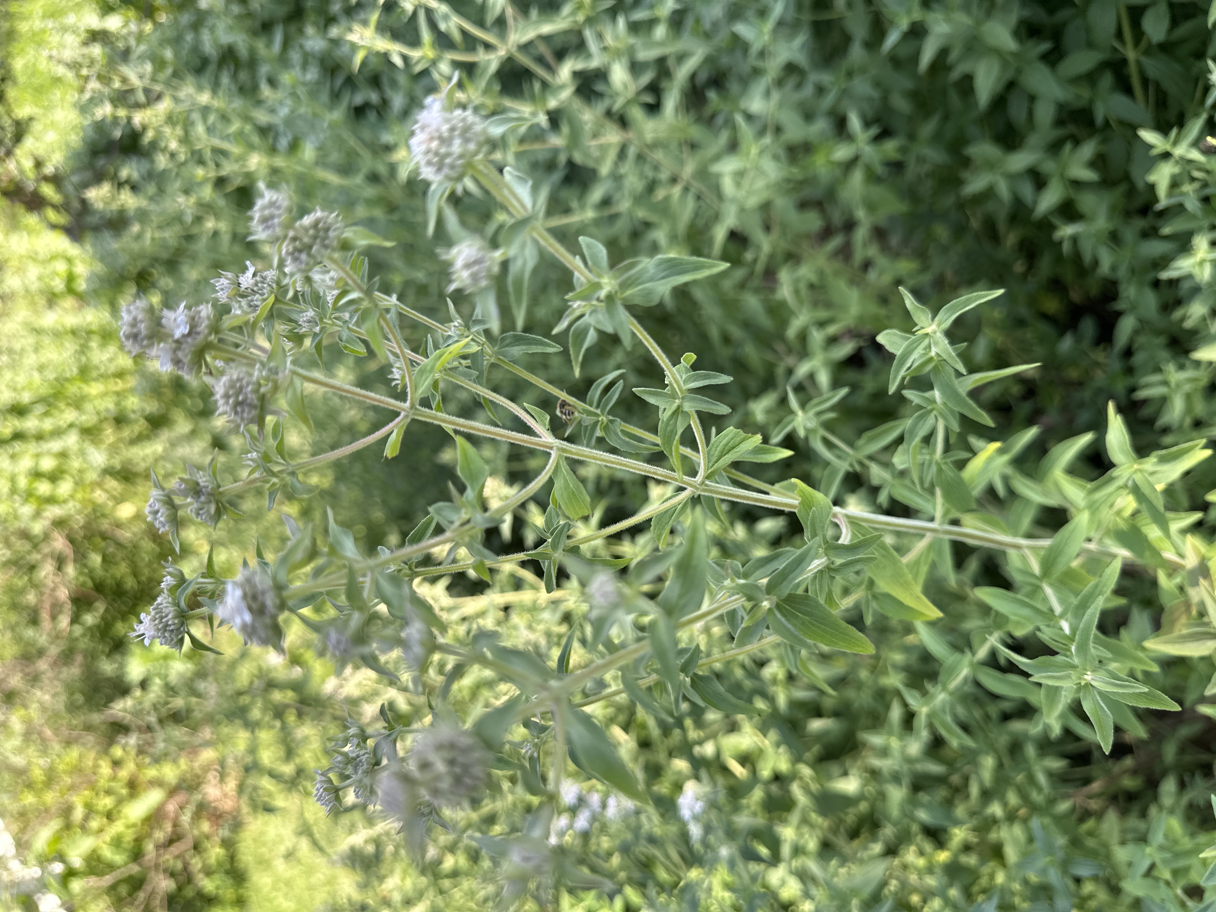 PYCNANTHEMUM pilosum