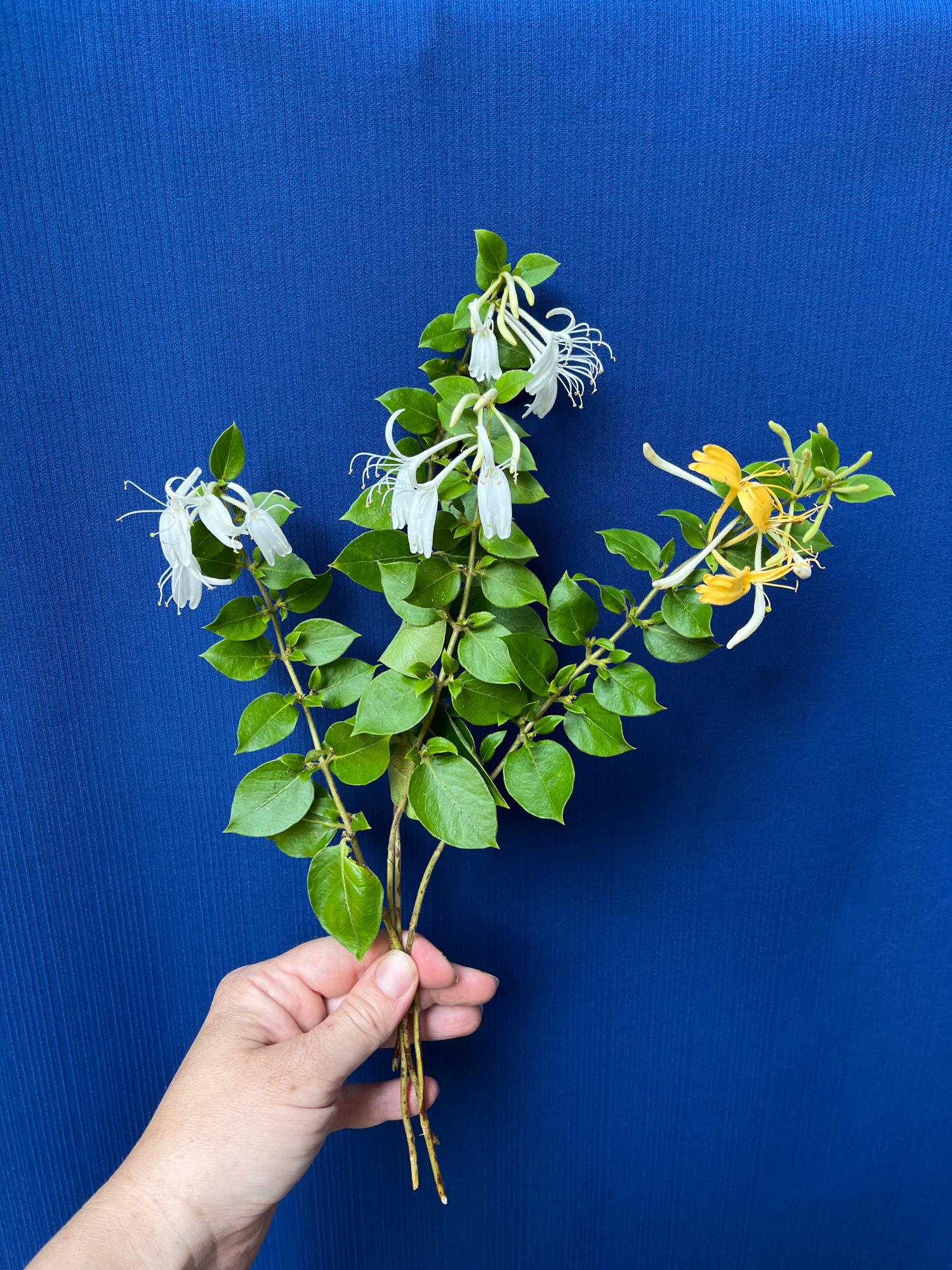 LONICERA japonica