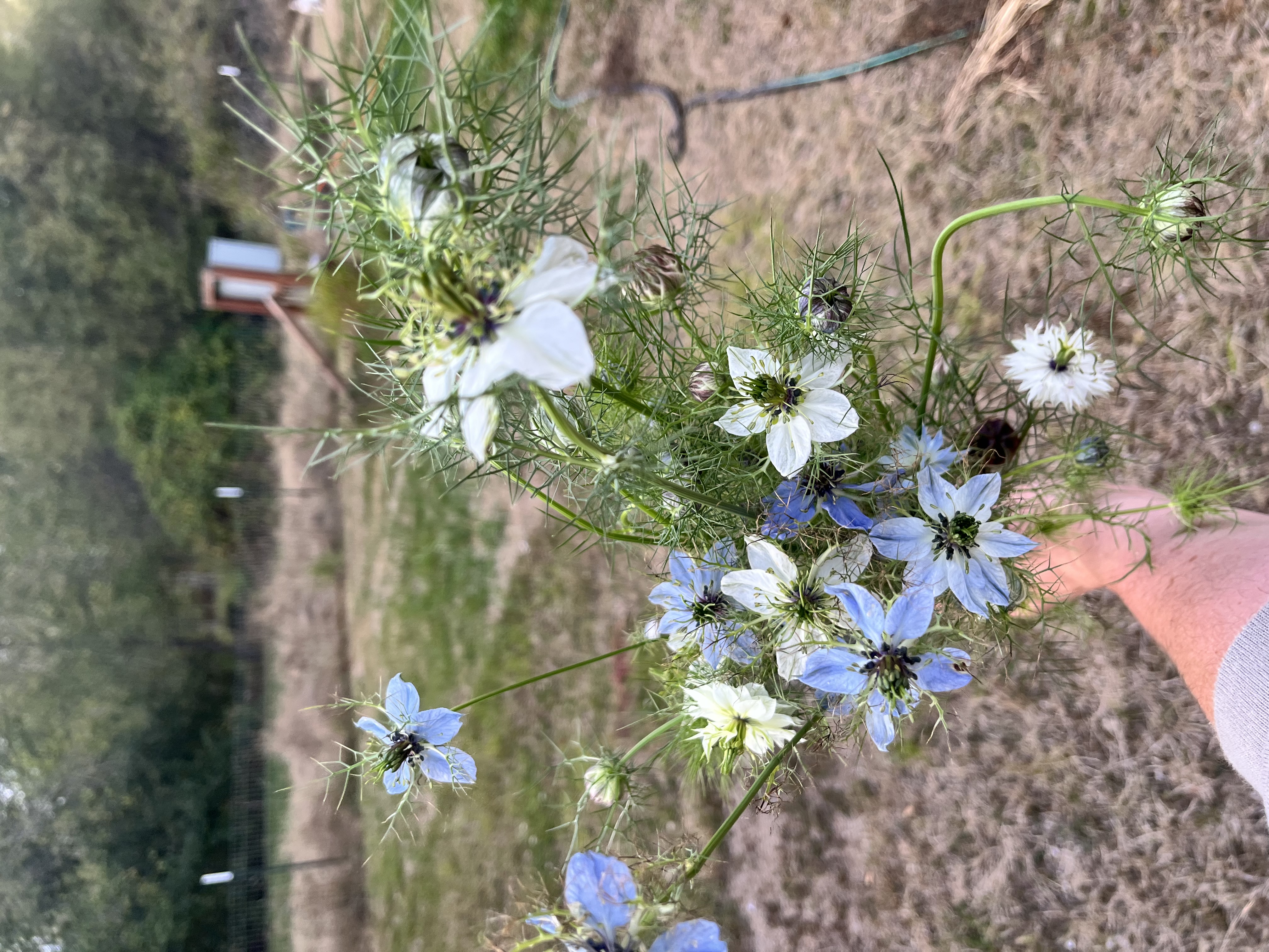 NIGELLA hispanica Spanish