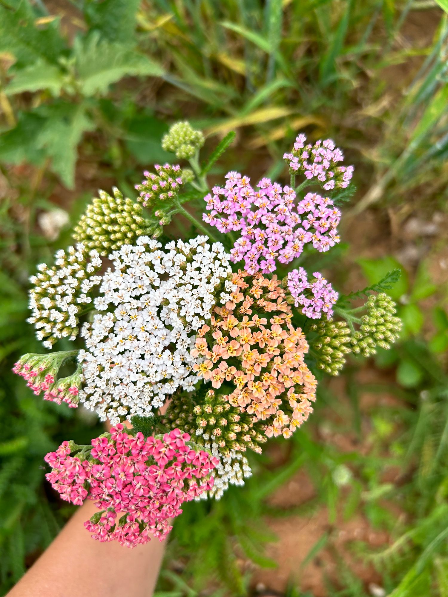 ACHILLEA millefolium