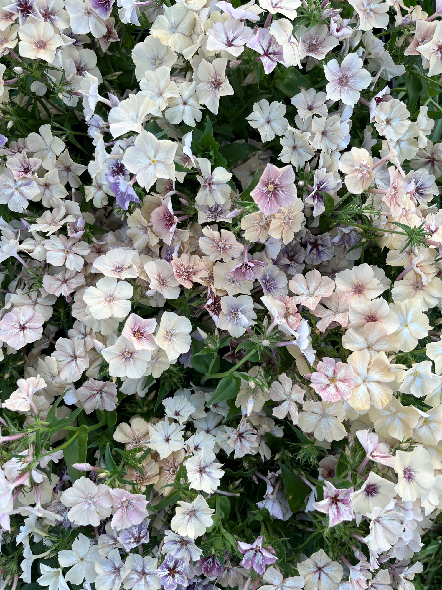 PHLOX drummondii Creme Brulee