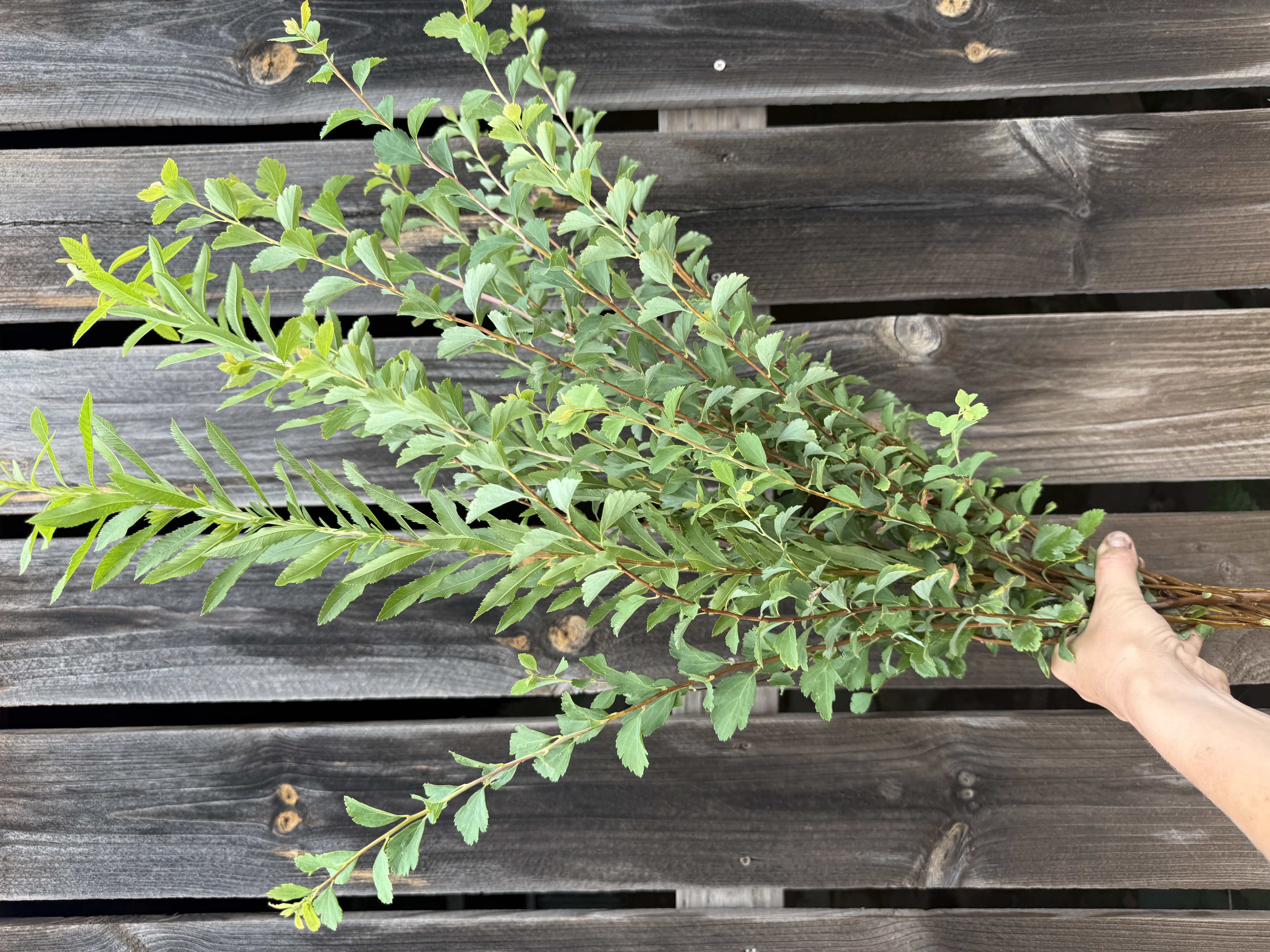 SPIRAEA