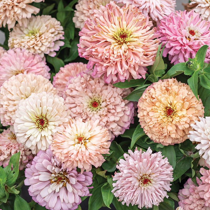 ZINNIA elegans Ballerina