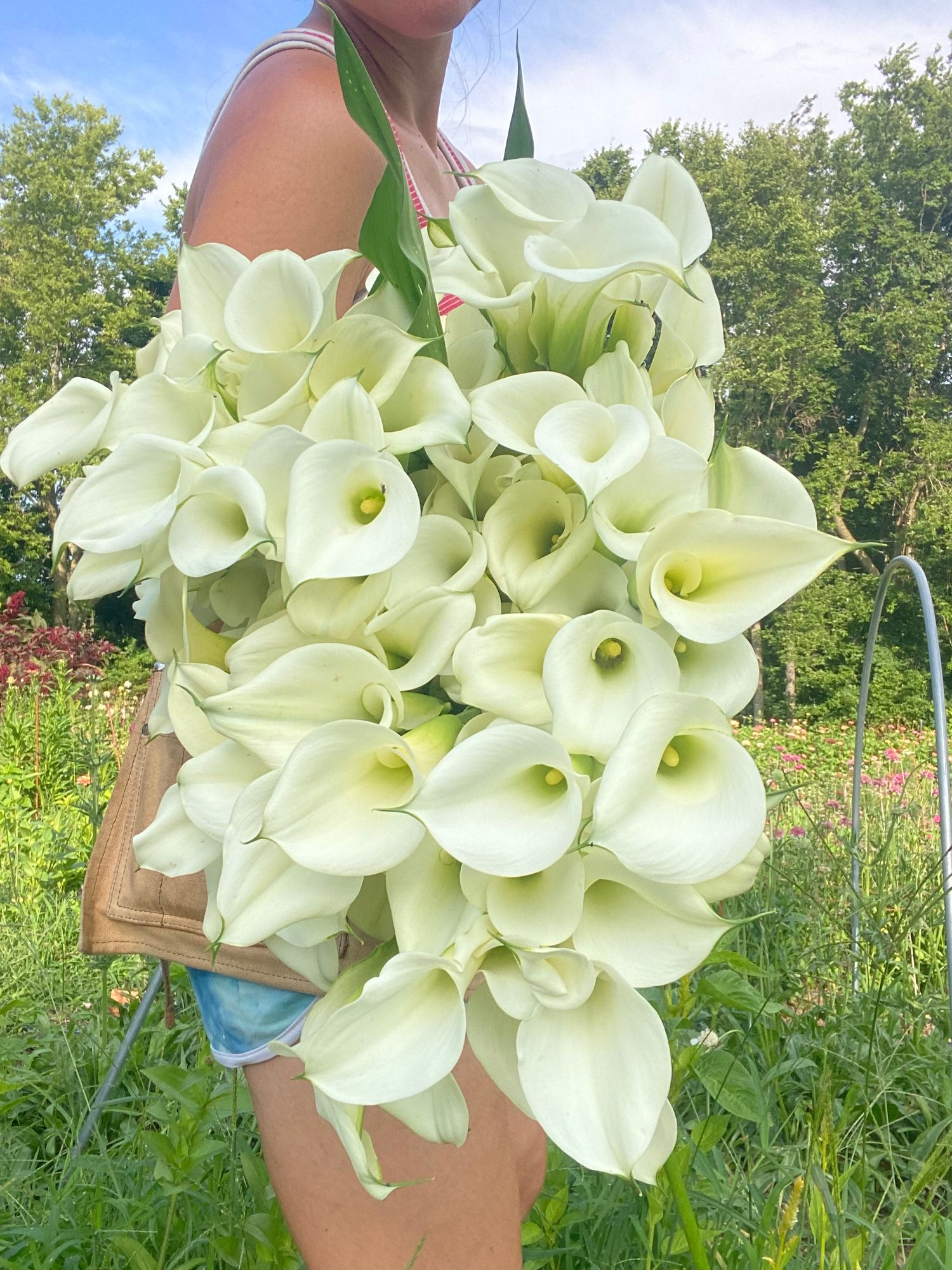 ZANTEDESCHIA x