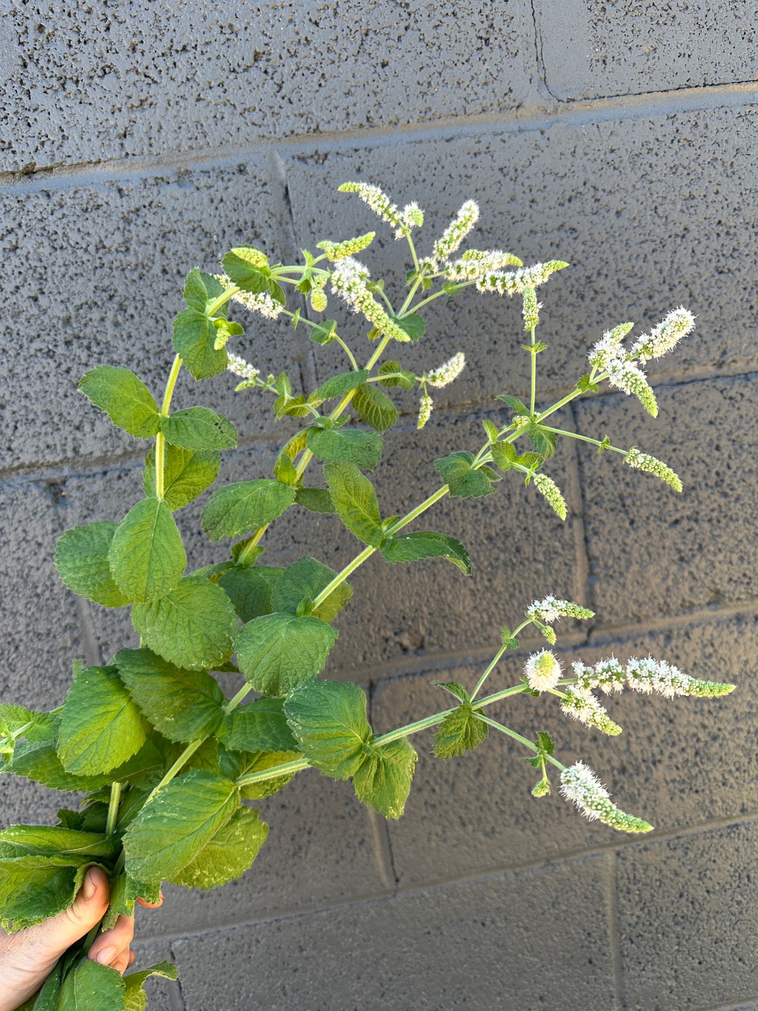 MENTHA suaveolens