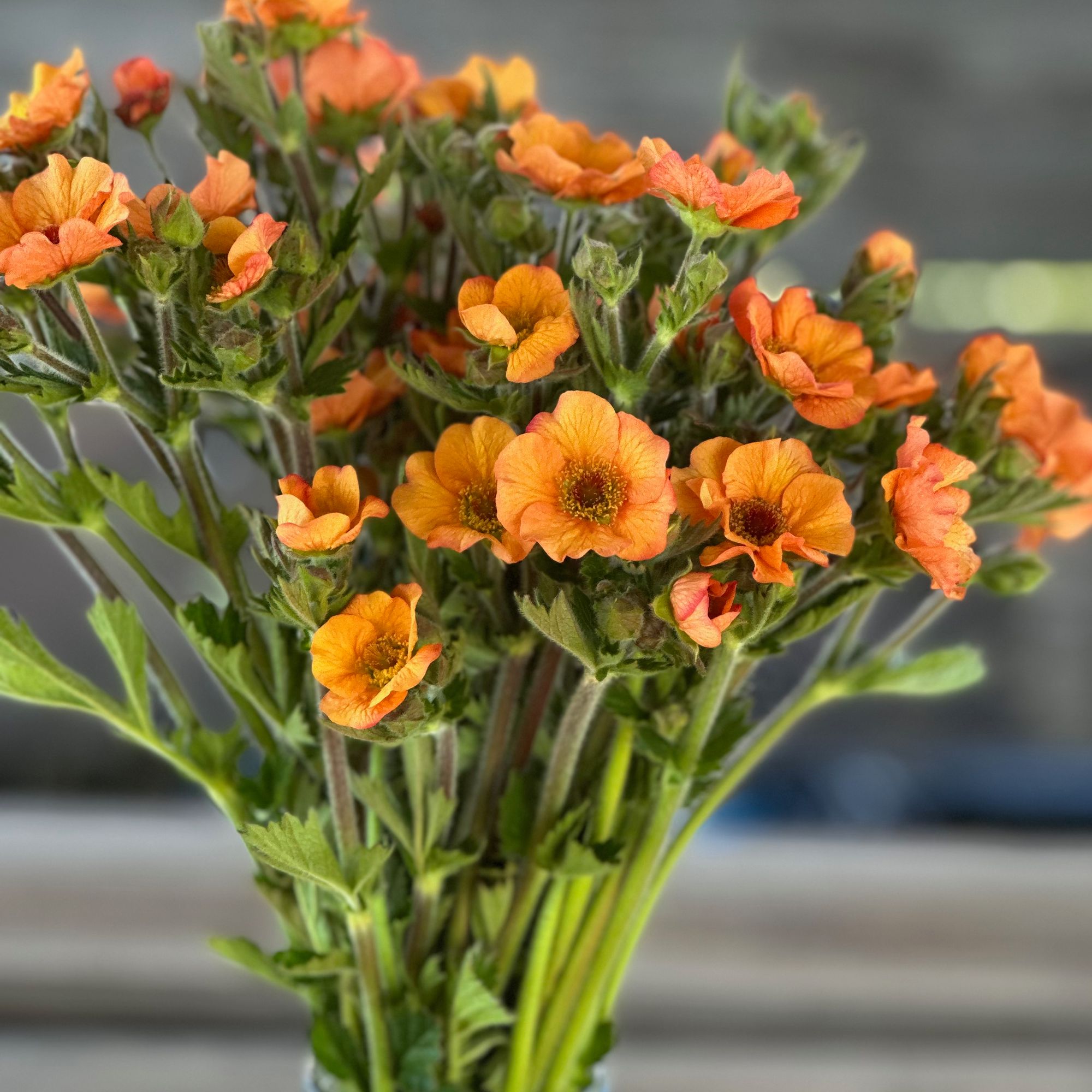 GEUM coccineum Totally Tangerine