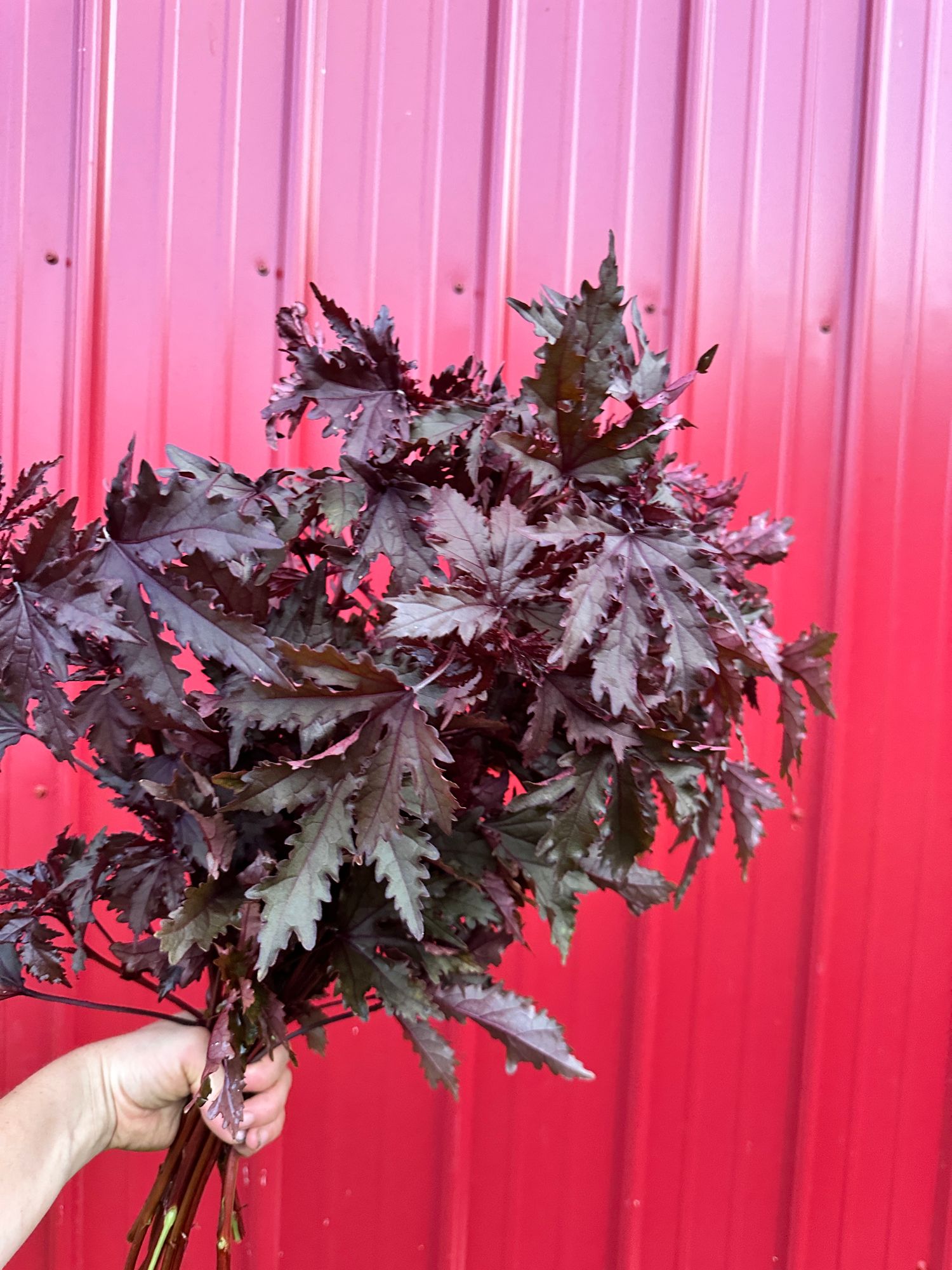 HIBISCUS acetosella