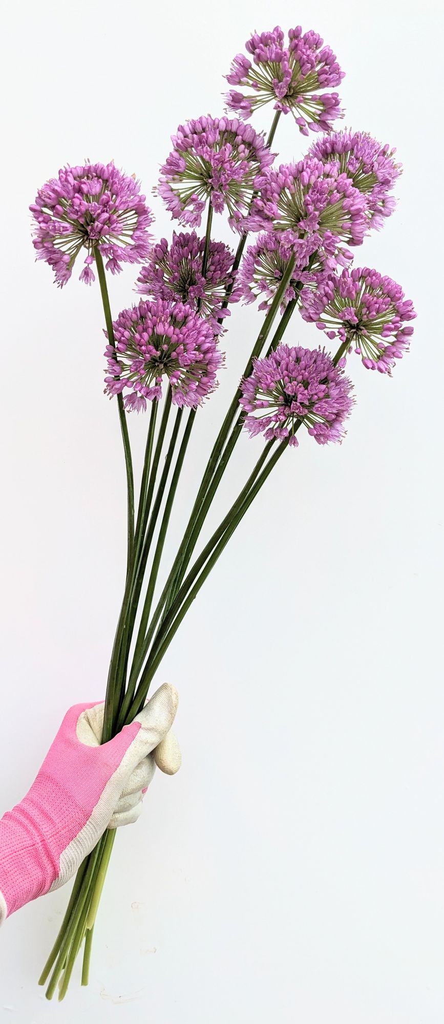 ALLIUM x Millenium
