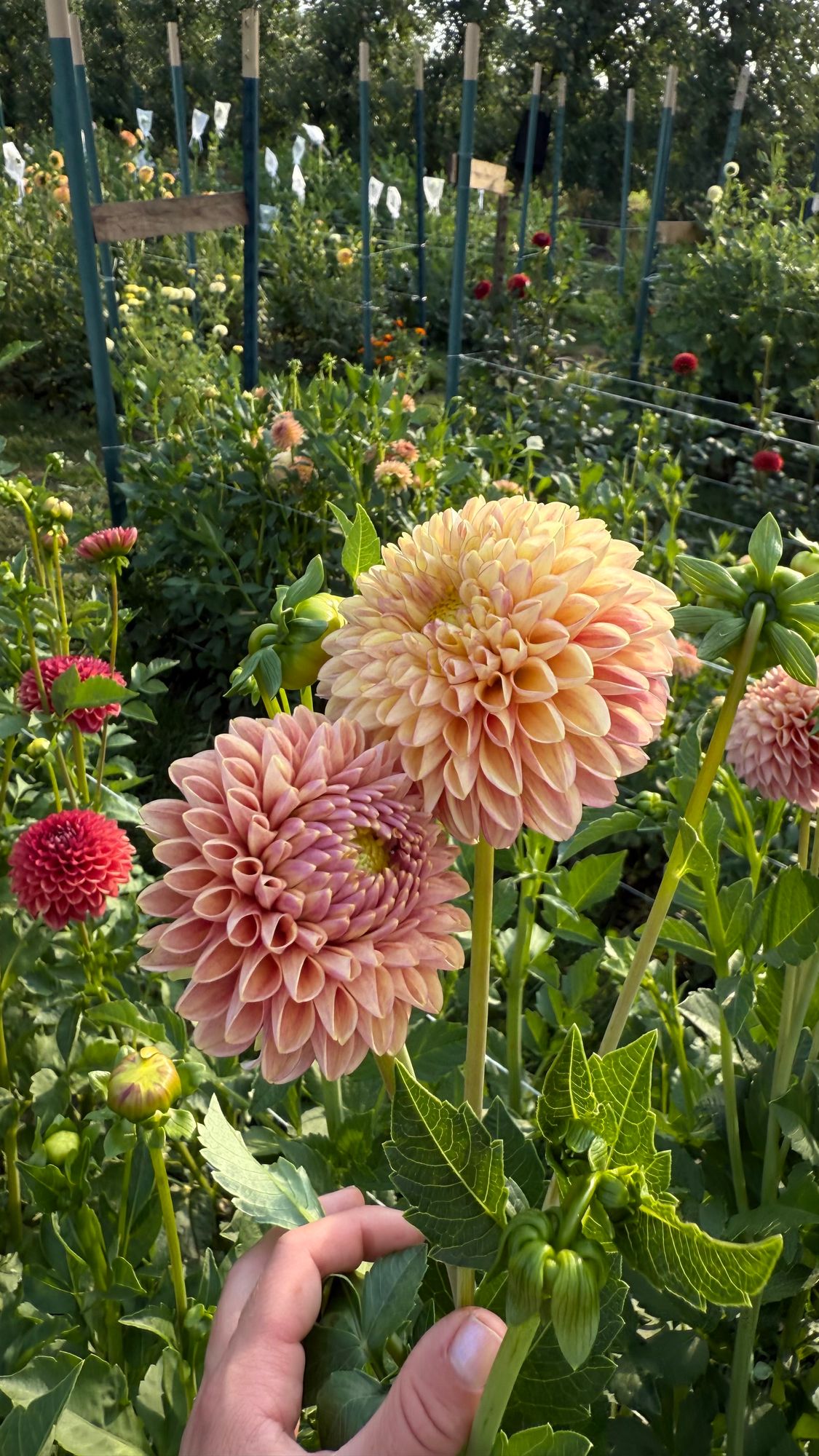 DAHLIA Coseytown Peach Donut