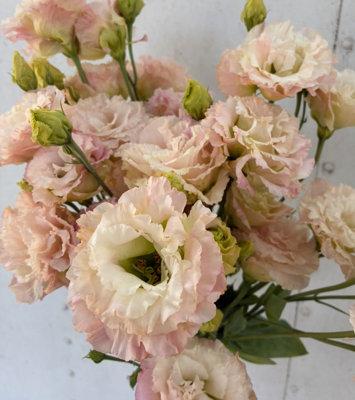 EUSTOMA grandiflorum Celeb Aurora Pink