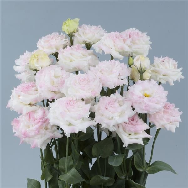 Lisianthus Voyage First Love - 6 pack