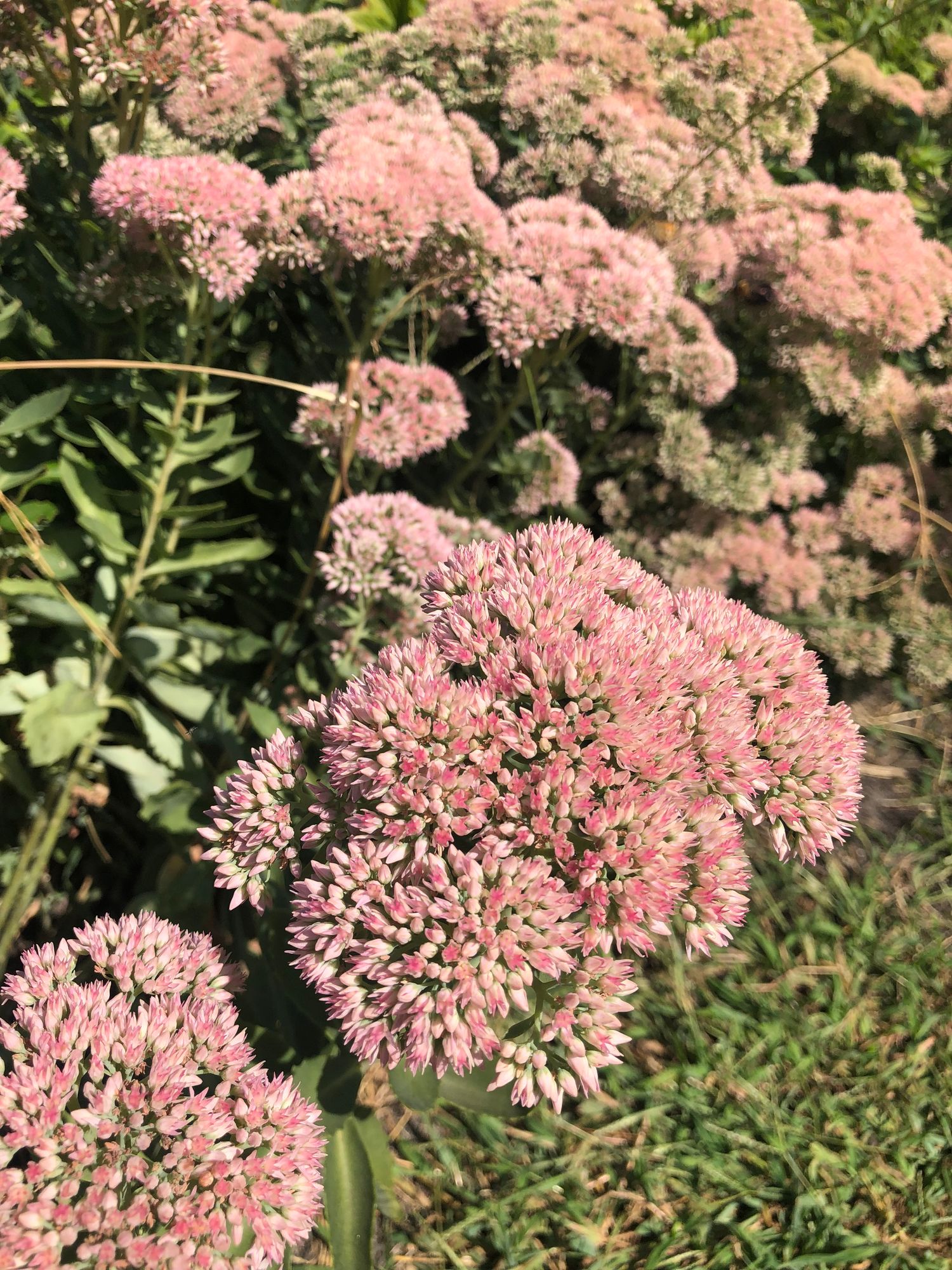 HYLOTELEPHIUM spectabile Autumn Joy