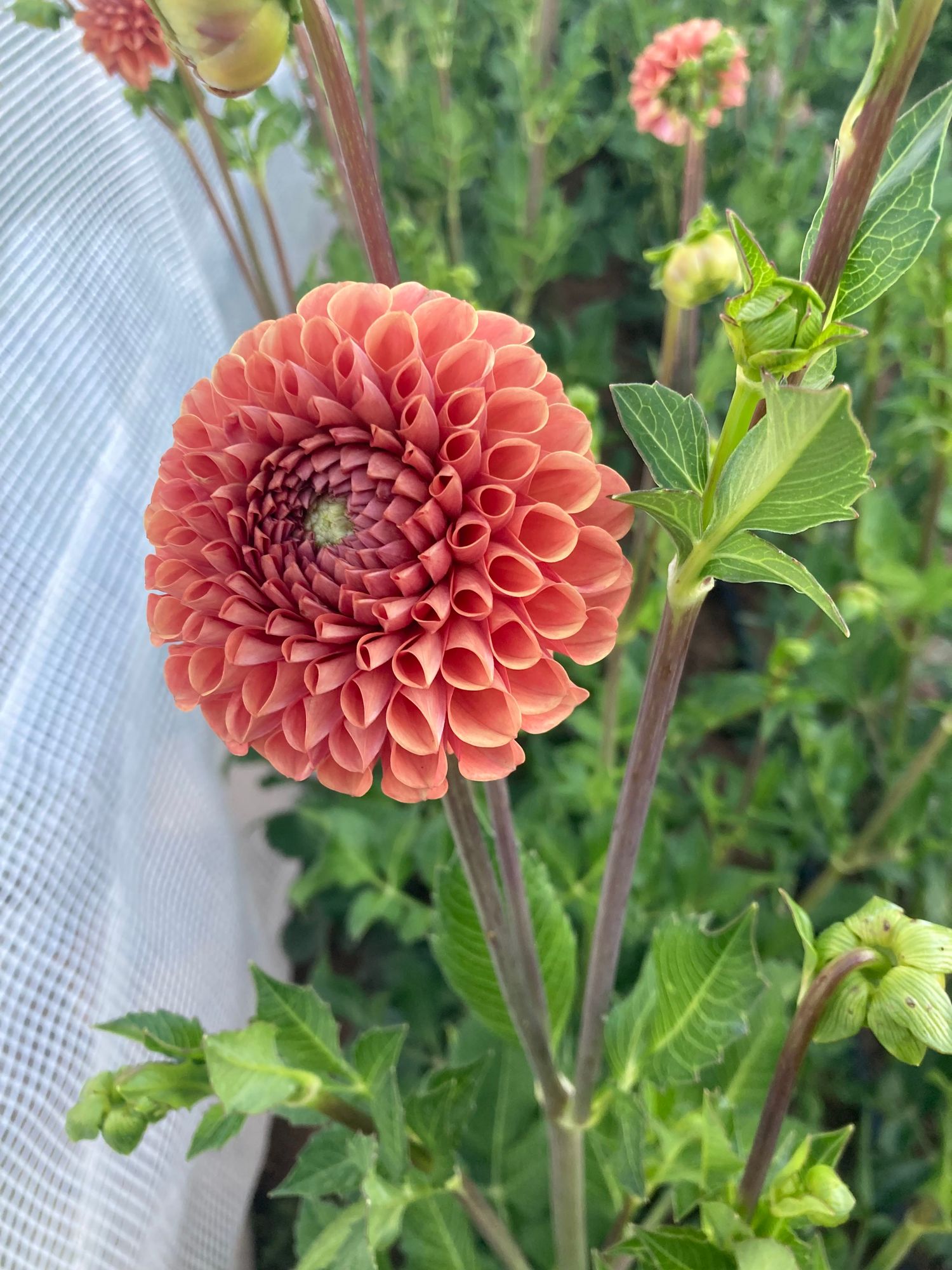 DAHLIA Cornel Bronze