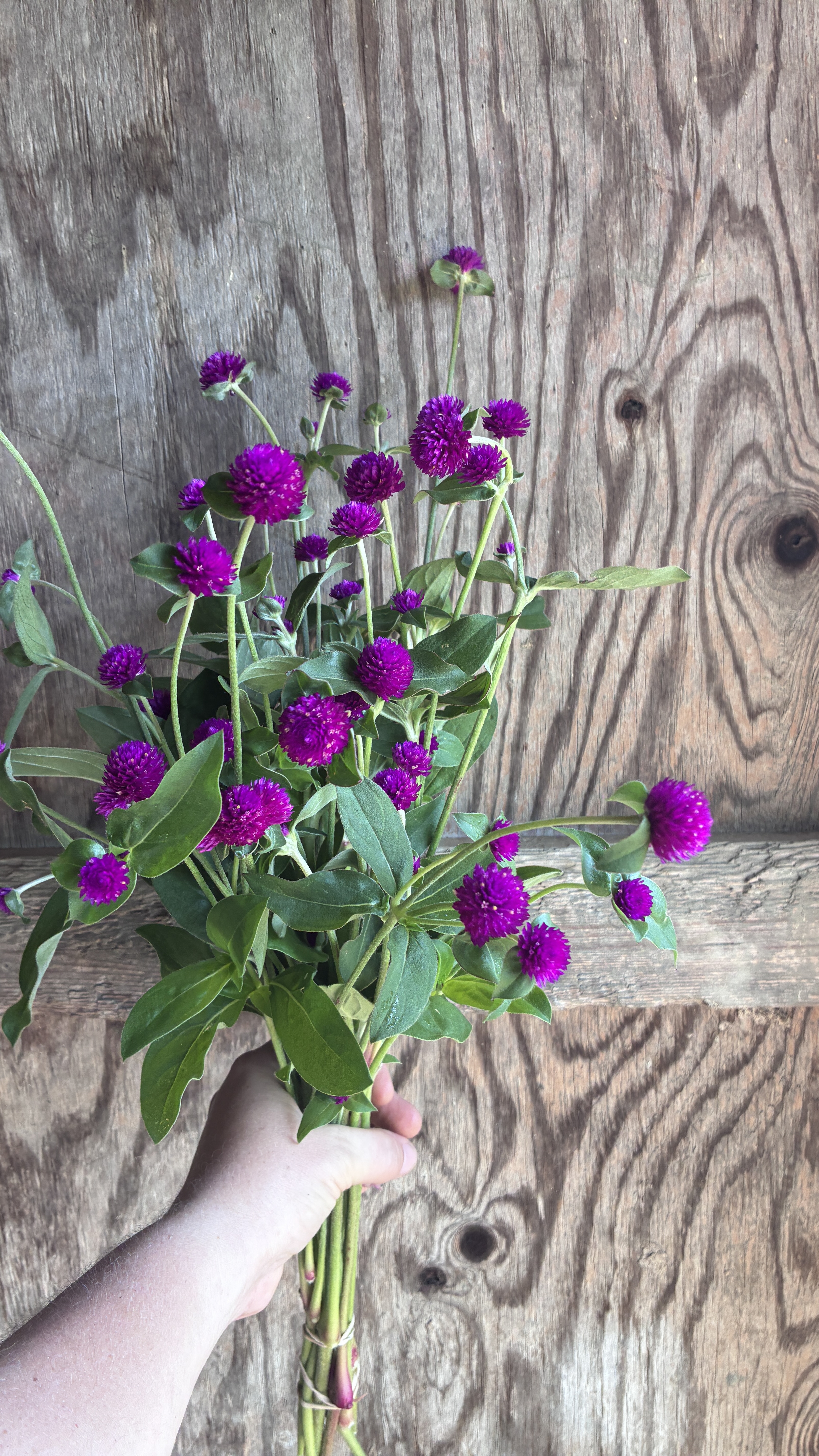 GOMPHRENA globosa Audray Purple-Red