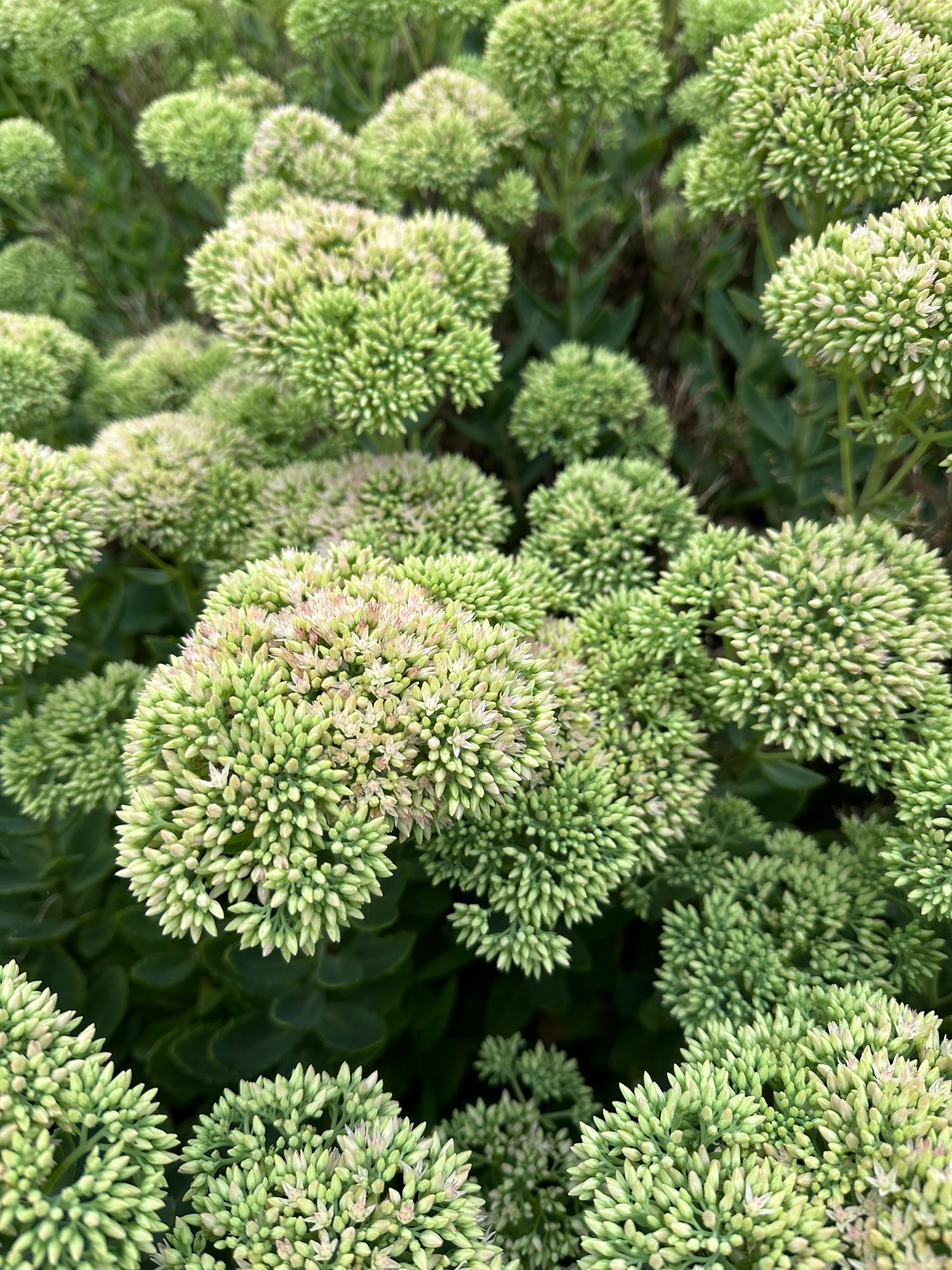 HYLOTELEPHIUM spectabile Autumn Joy