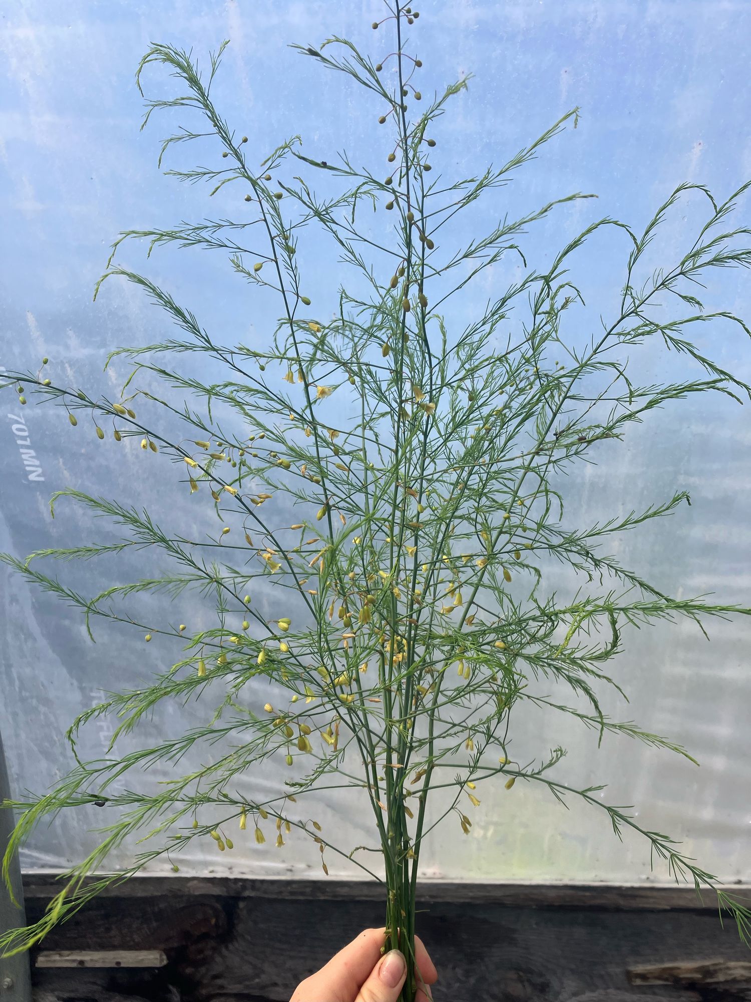 ASPARAGUS officinalis