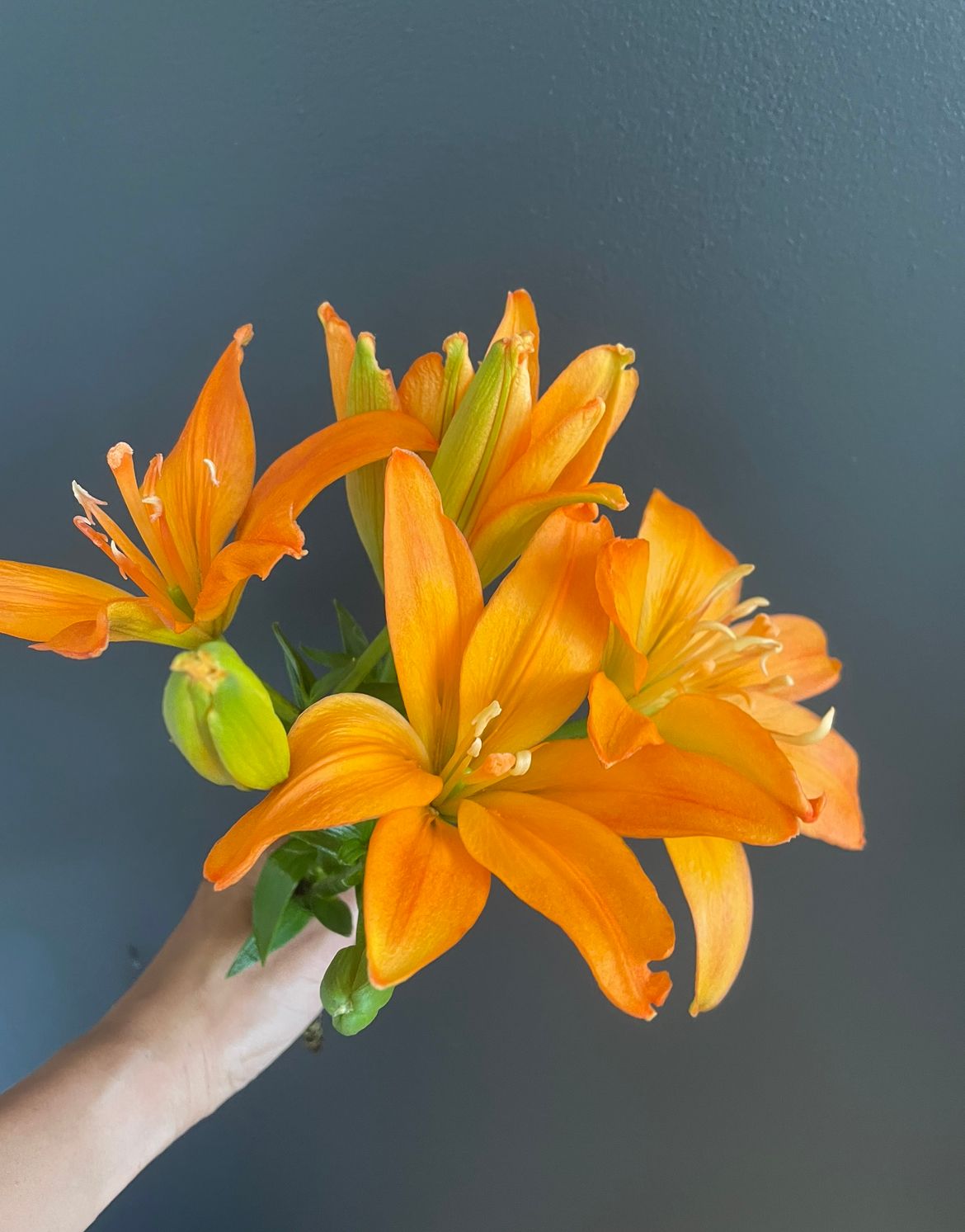 LILIUM longiflorum x asiatic