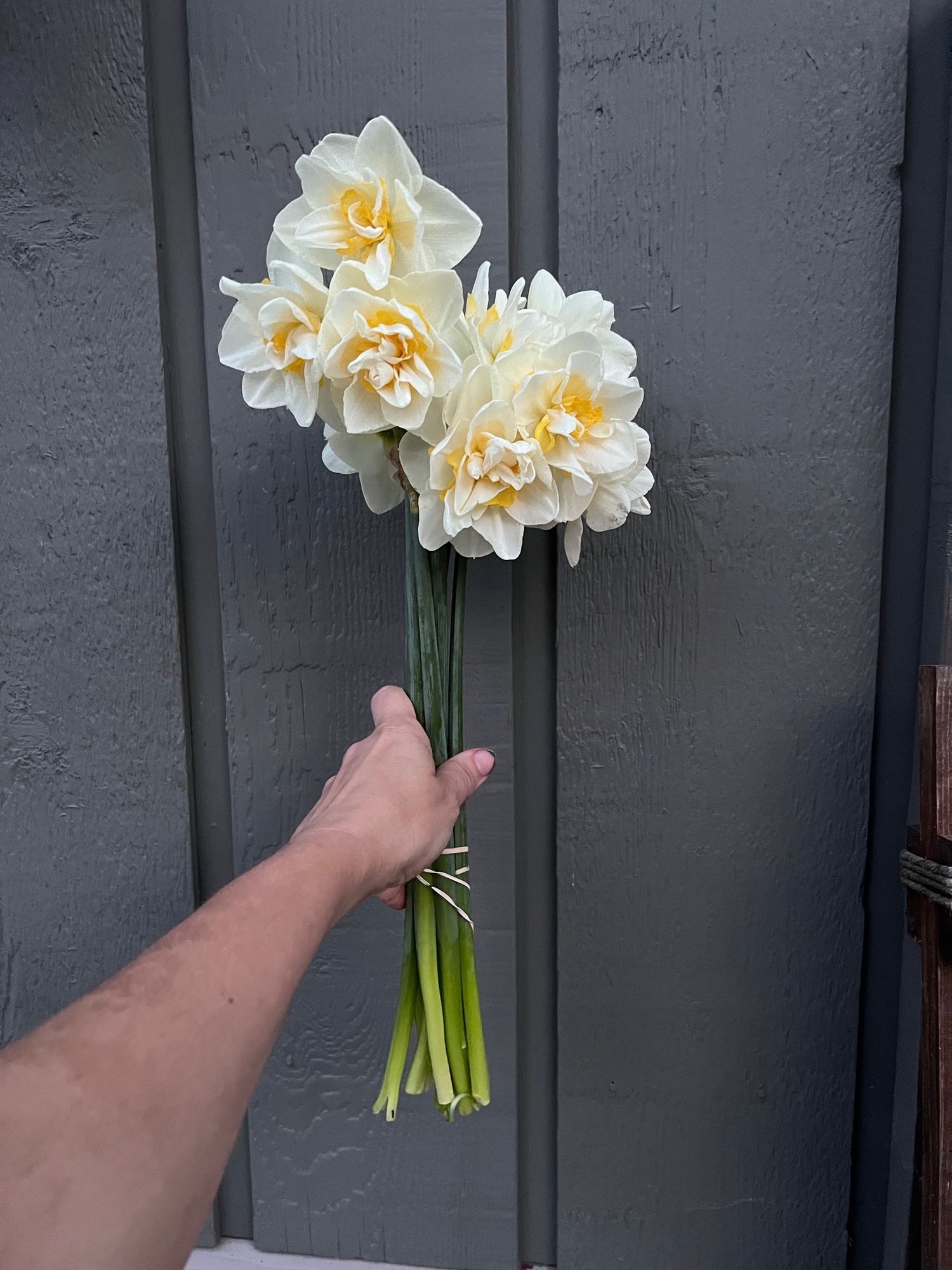 NARCISSUS White Lion