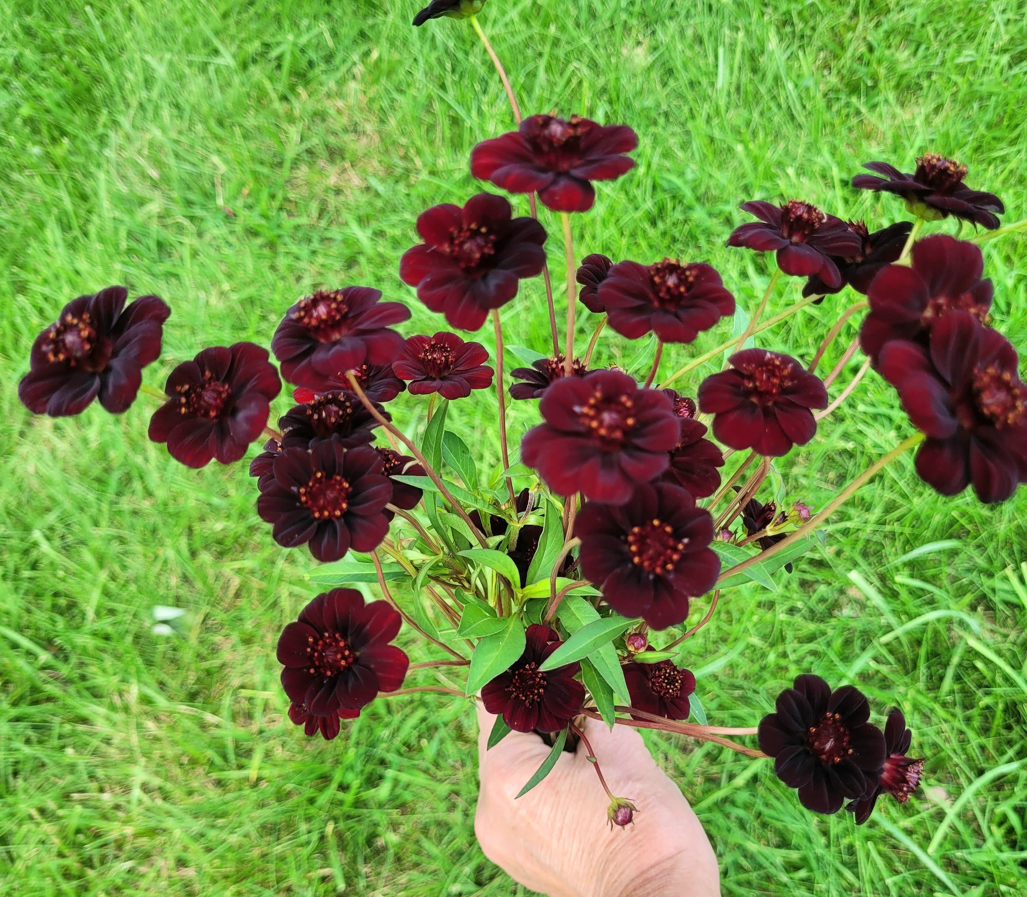 COSMOS atrosanguineus New Choco