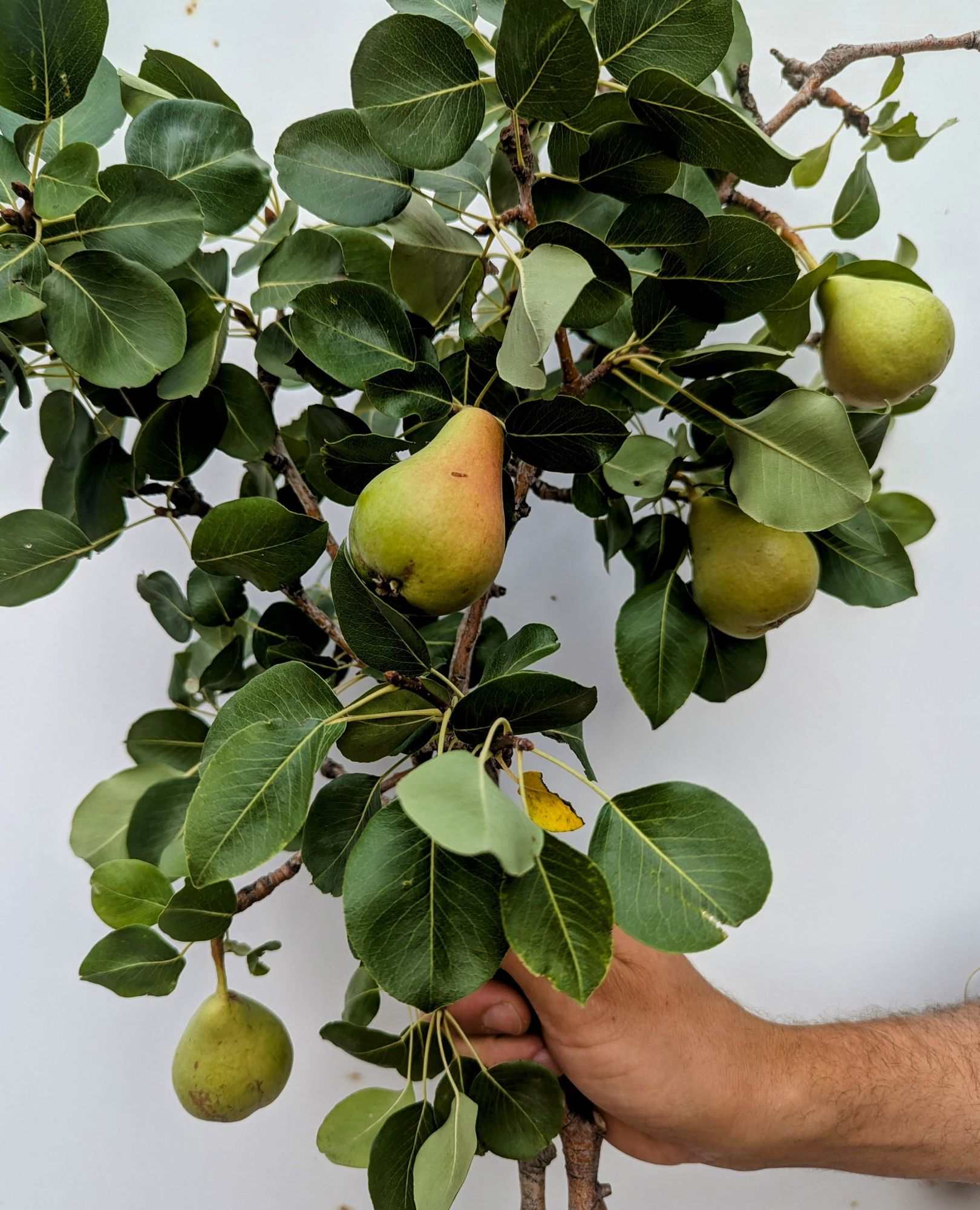 PYRUS