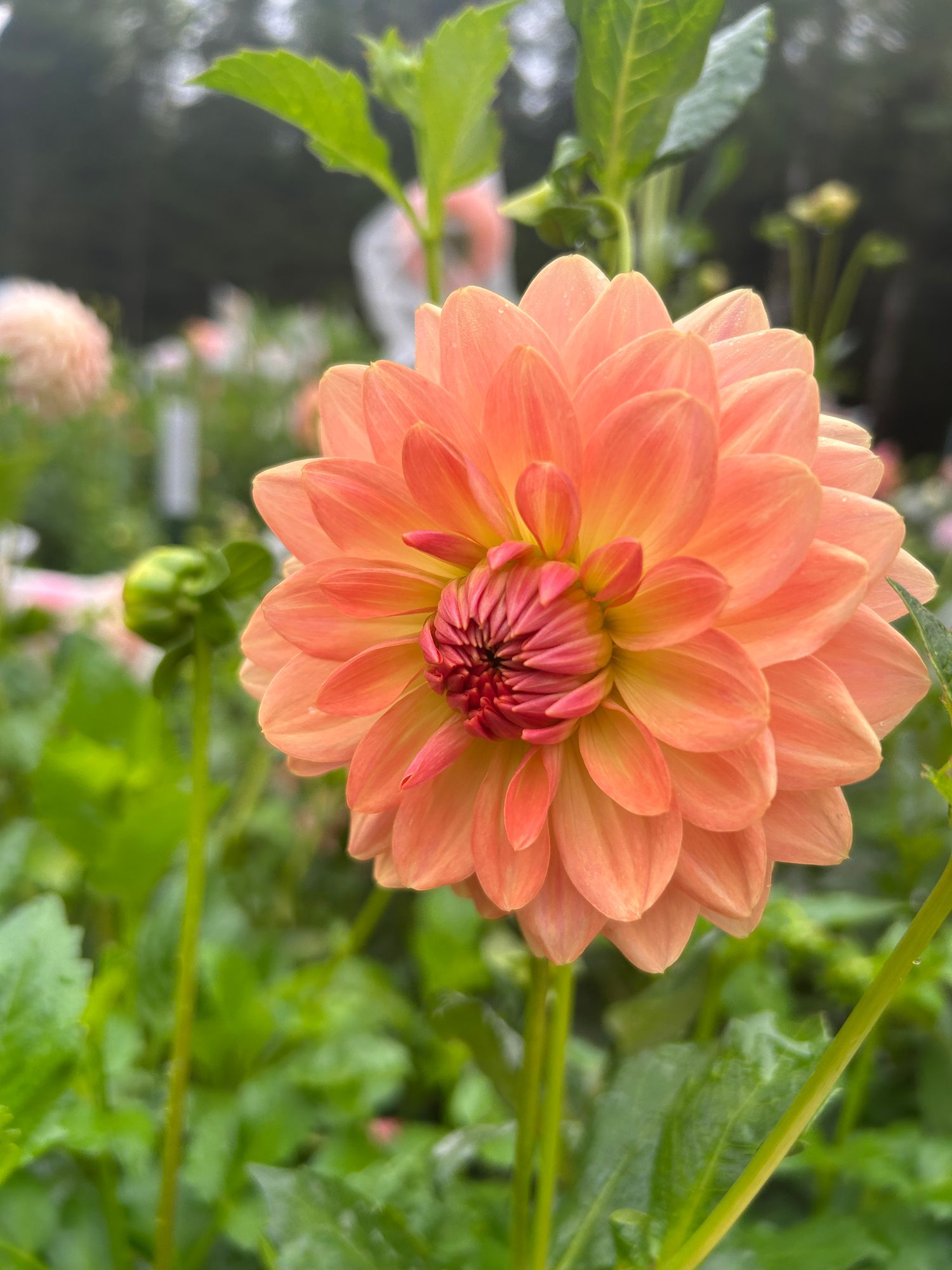 DAHLIA Fawn