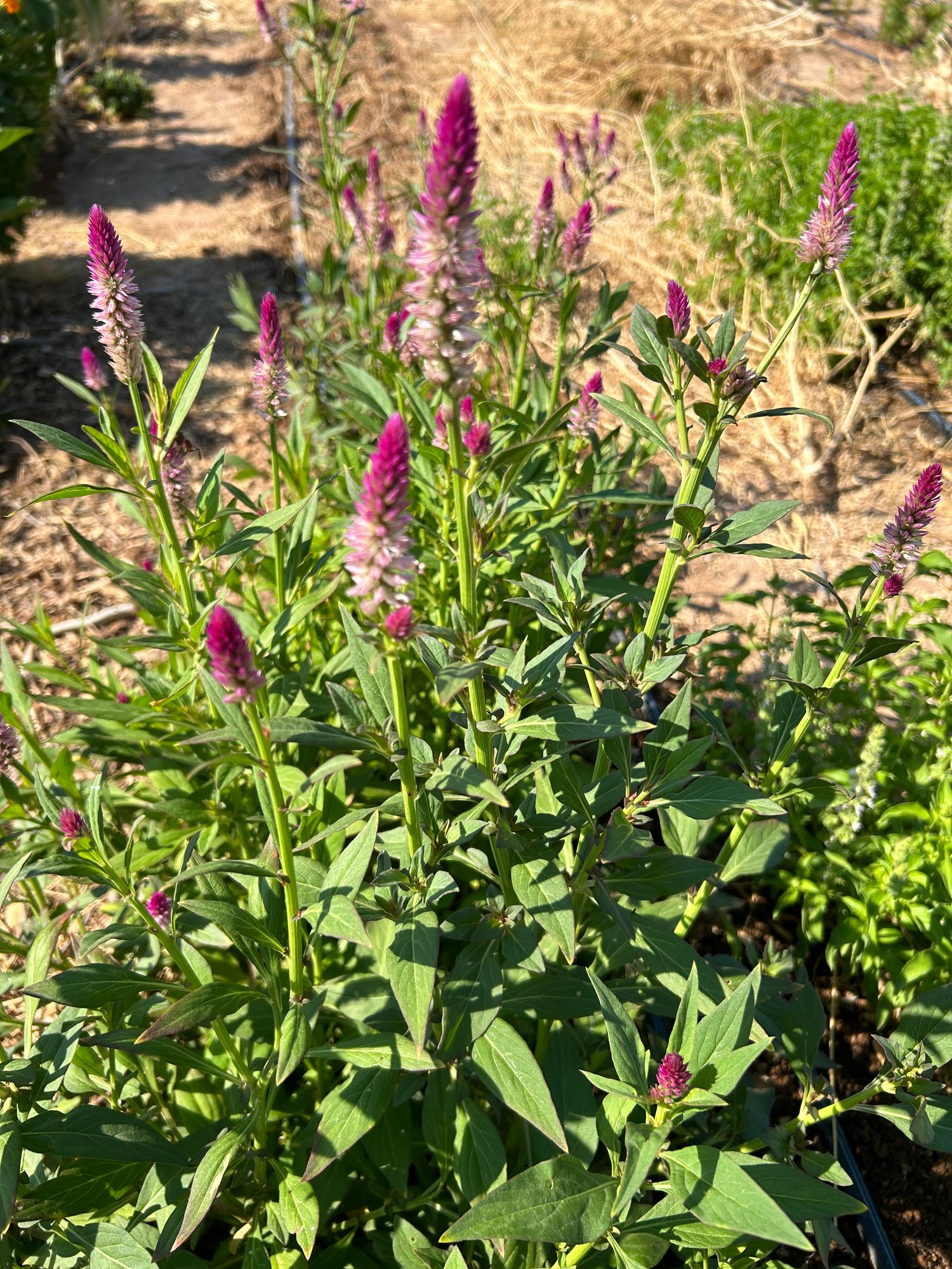 CELOSIA argentea spicata Ruby Parfait