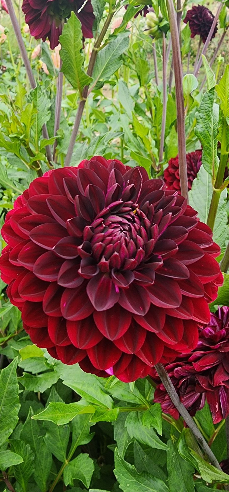 DAHLIA