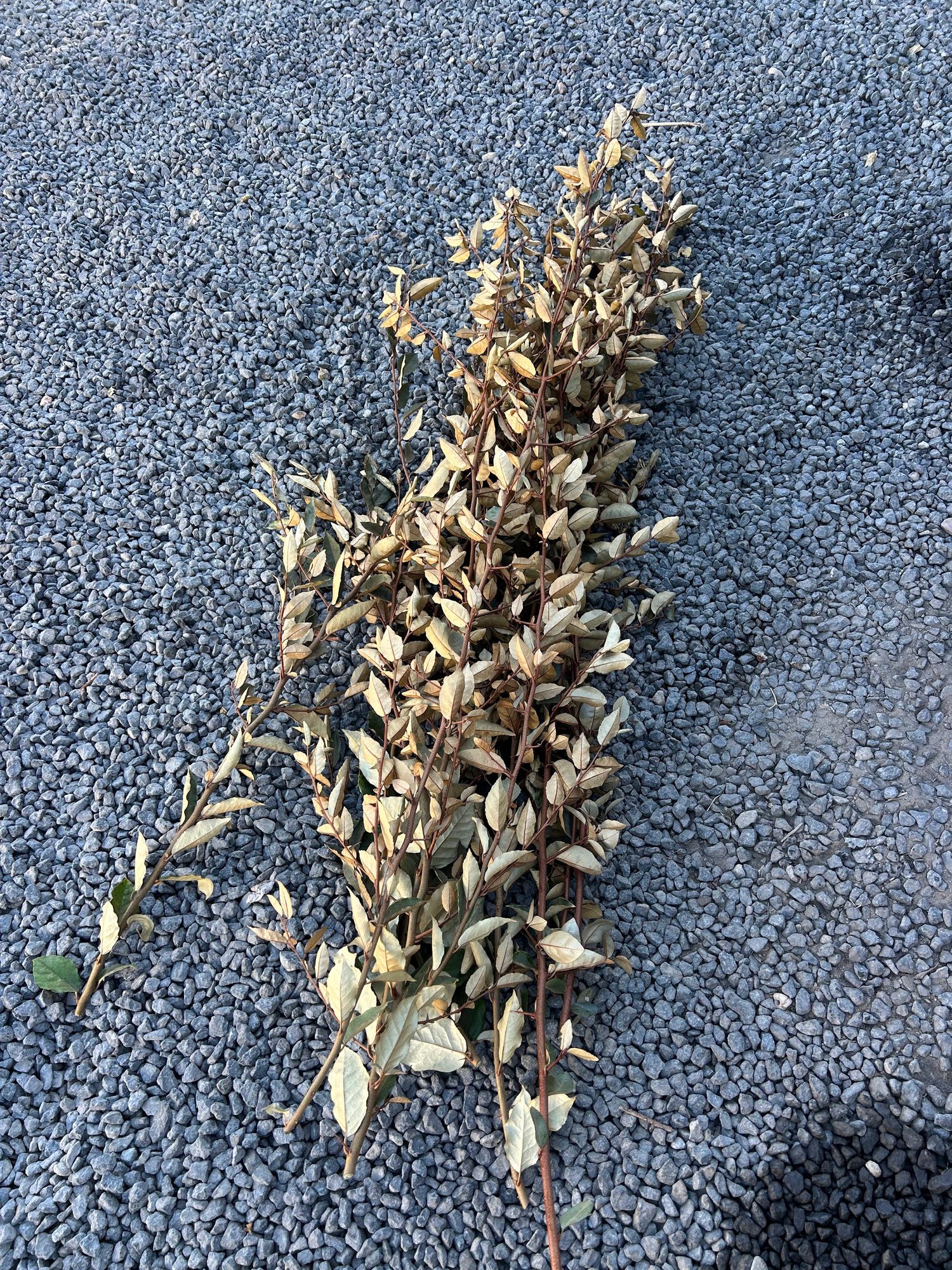 ELAEAGNUS umbellata