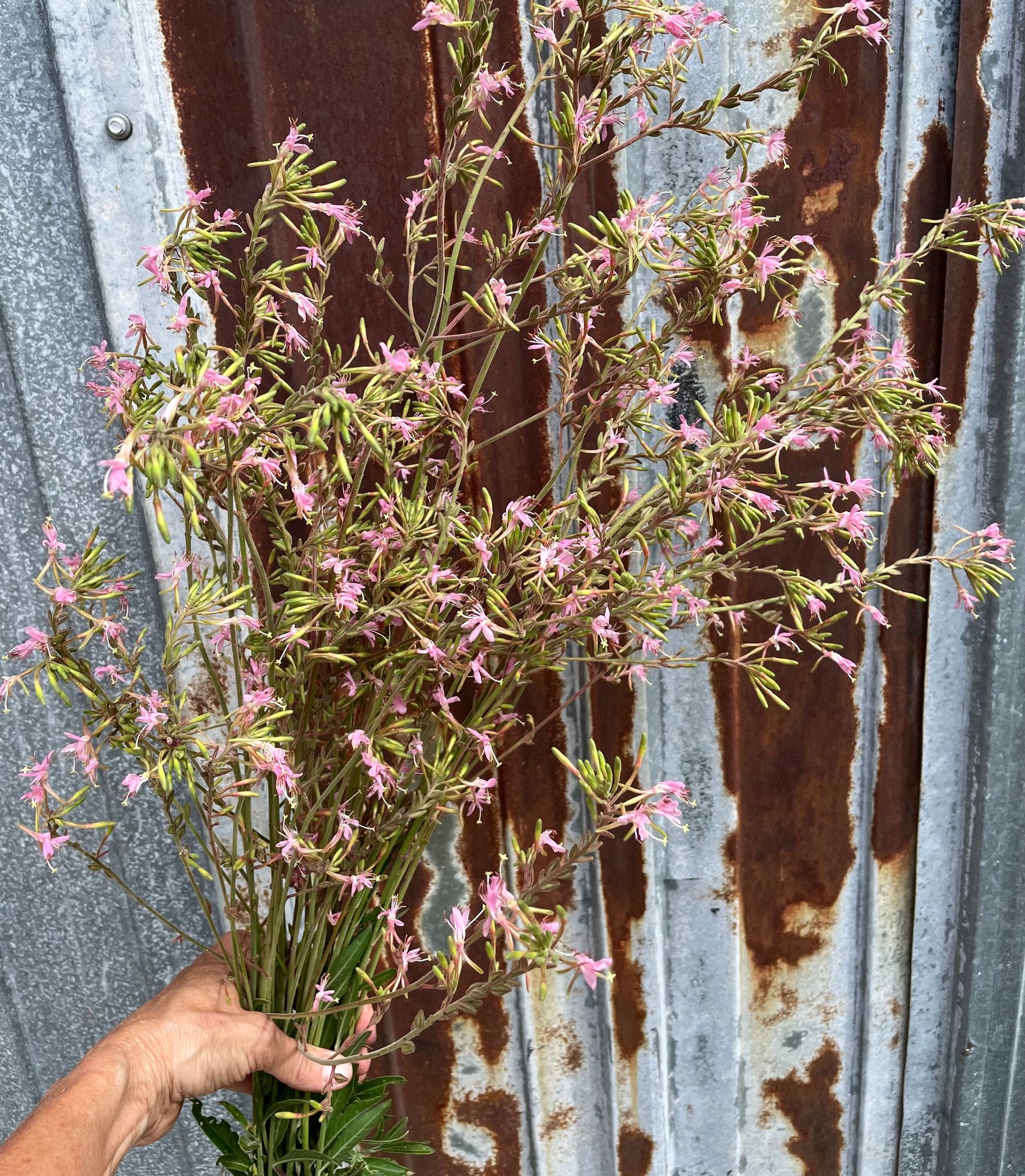 GAURA lindheimeri The Bride