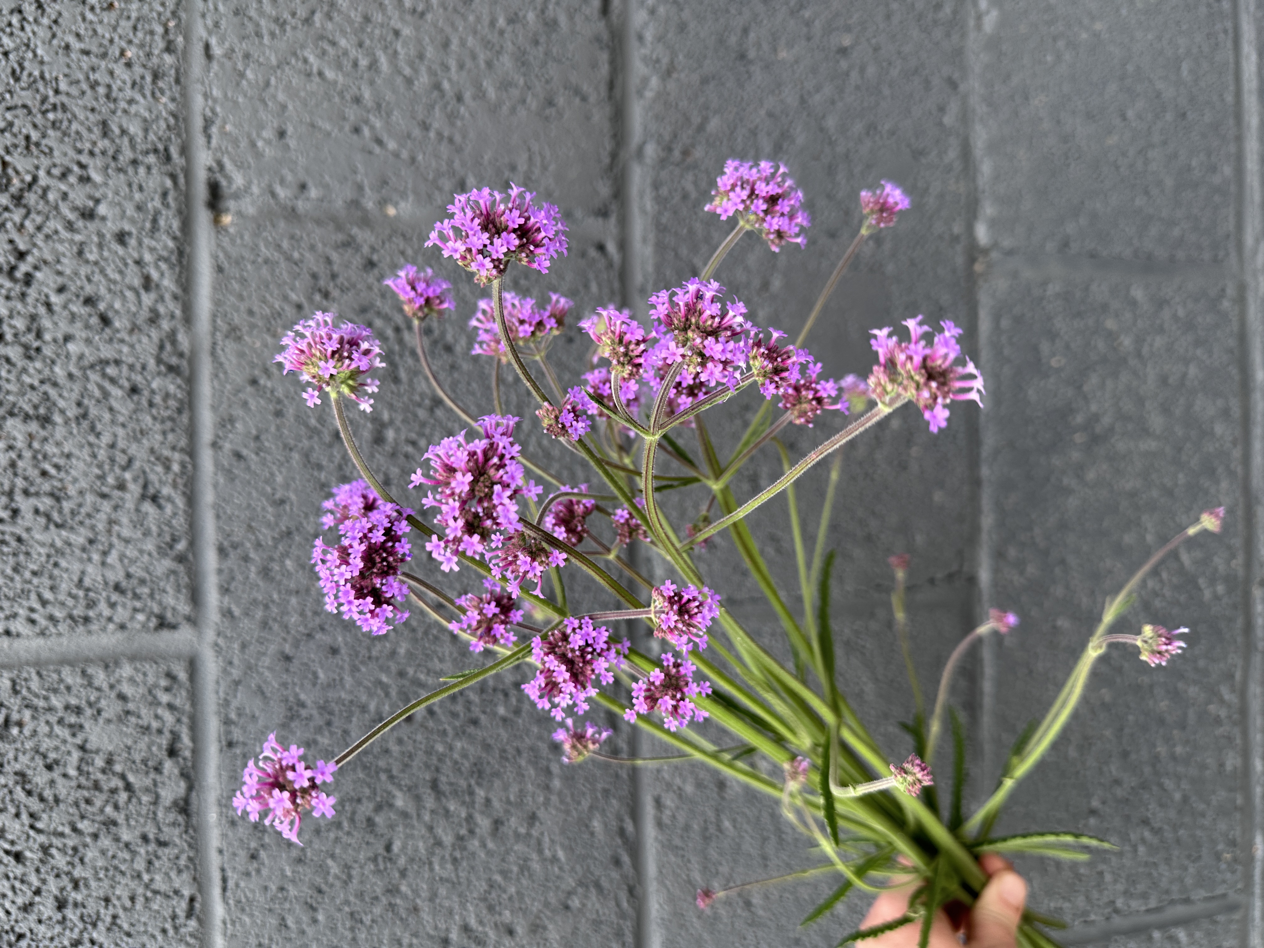 VERBENA bonariensis
