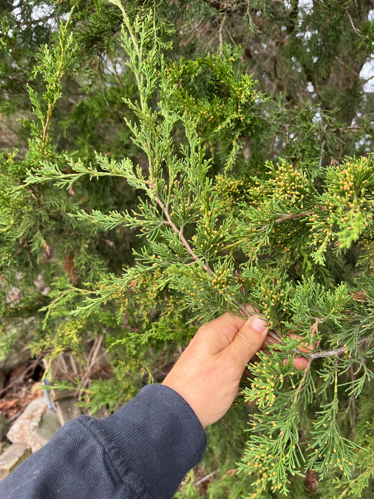 JUNIPERUS virginiana