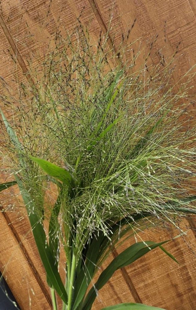 PANICUM elegans