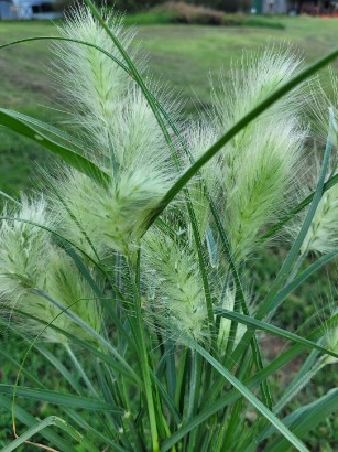 PENNISETUM alopecuroides