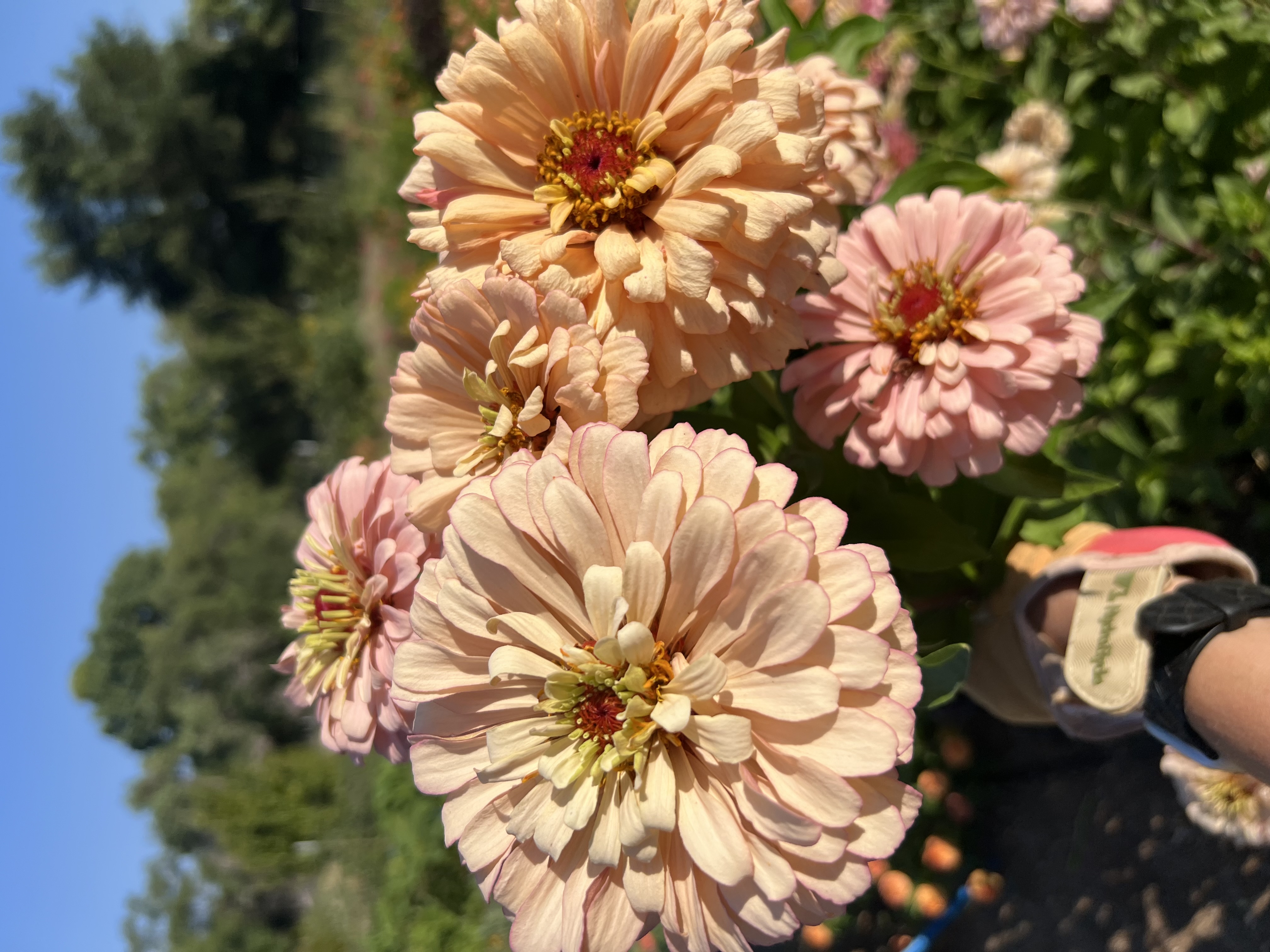 ZINNIA elegans Ballerina