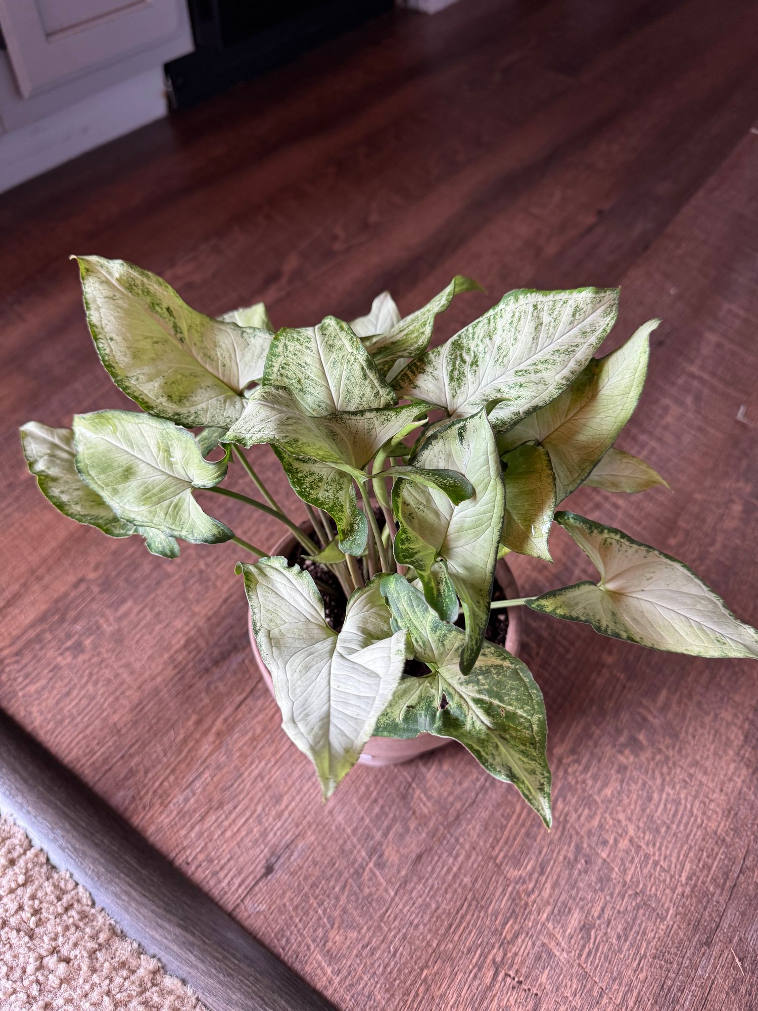 White Arrowhead Plant