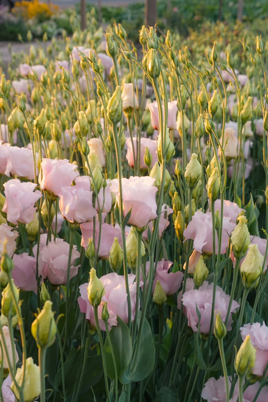 EUSTOMA grandiflorum Corelli