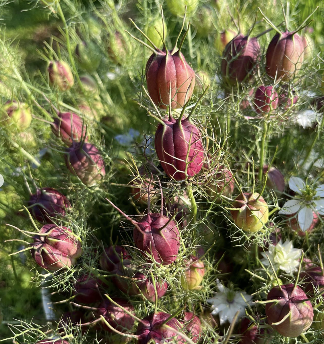 NIGELLA damascena Albion