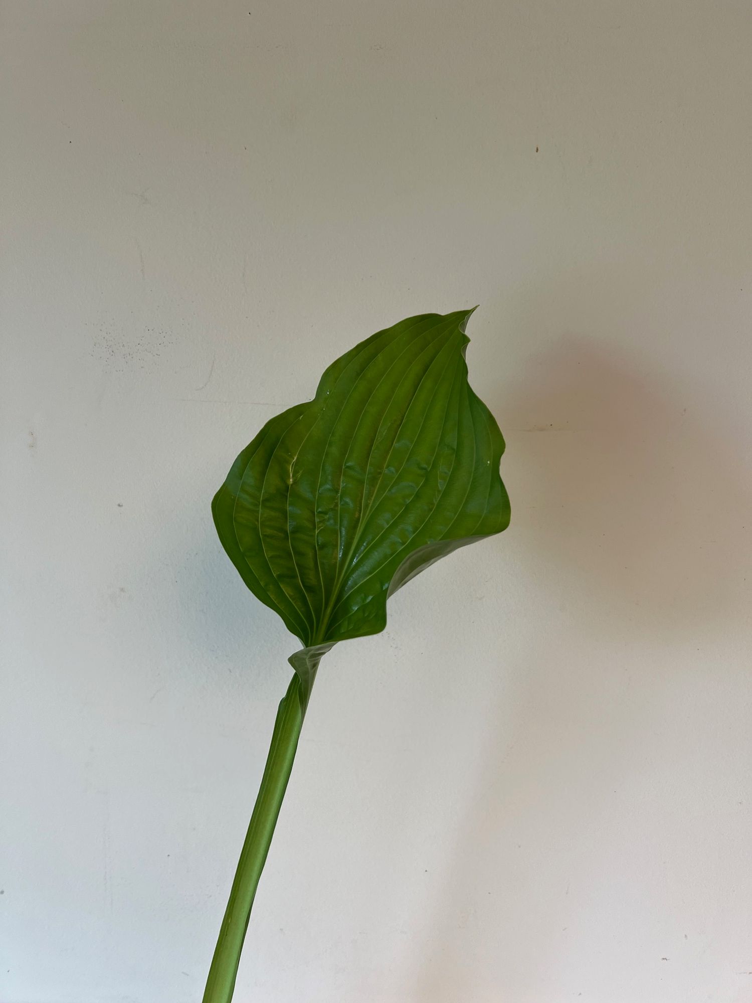 HOSTA elata
