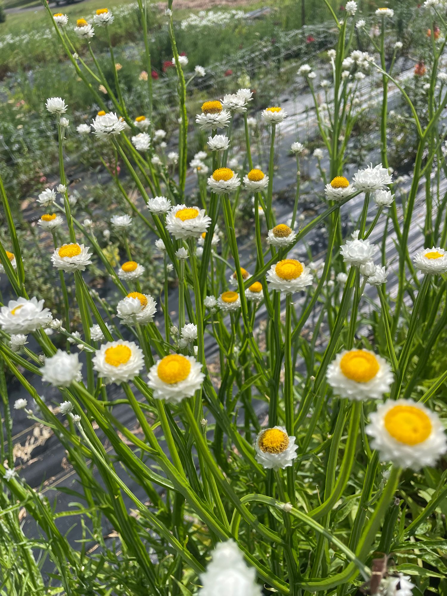 AMMOBIUM alatum